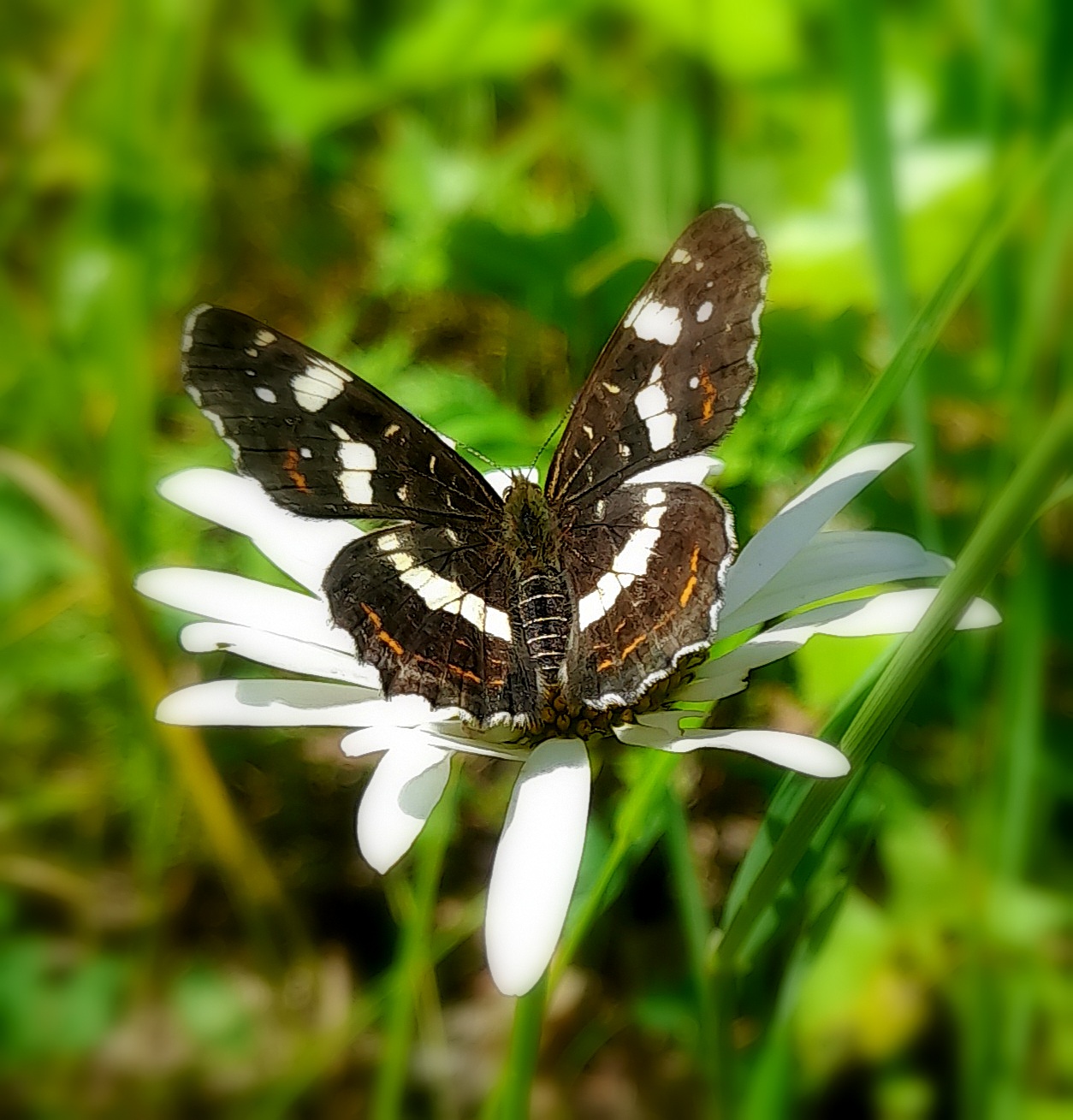 Флора и фауна .