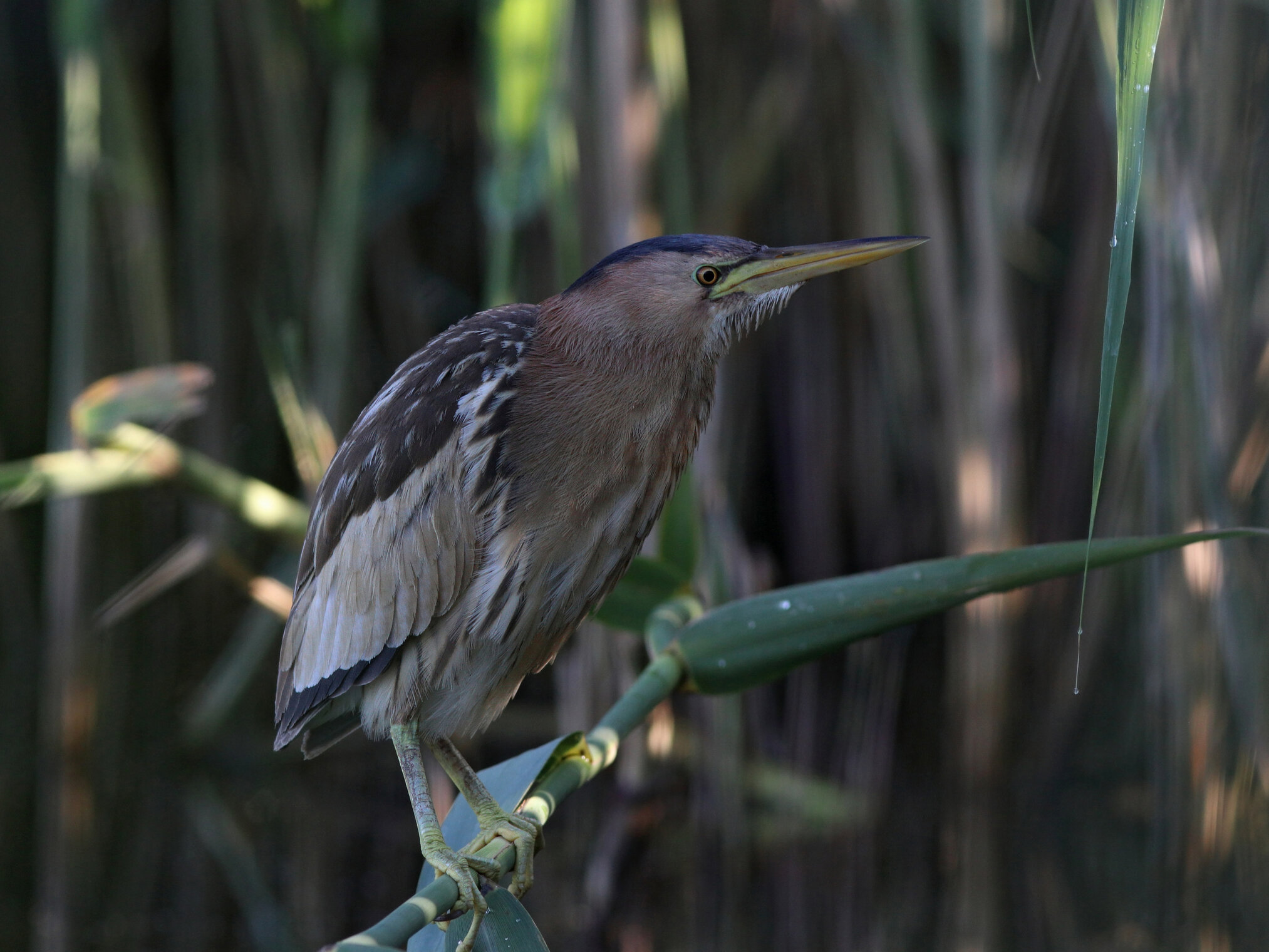 Малая выпь у себя дома