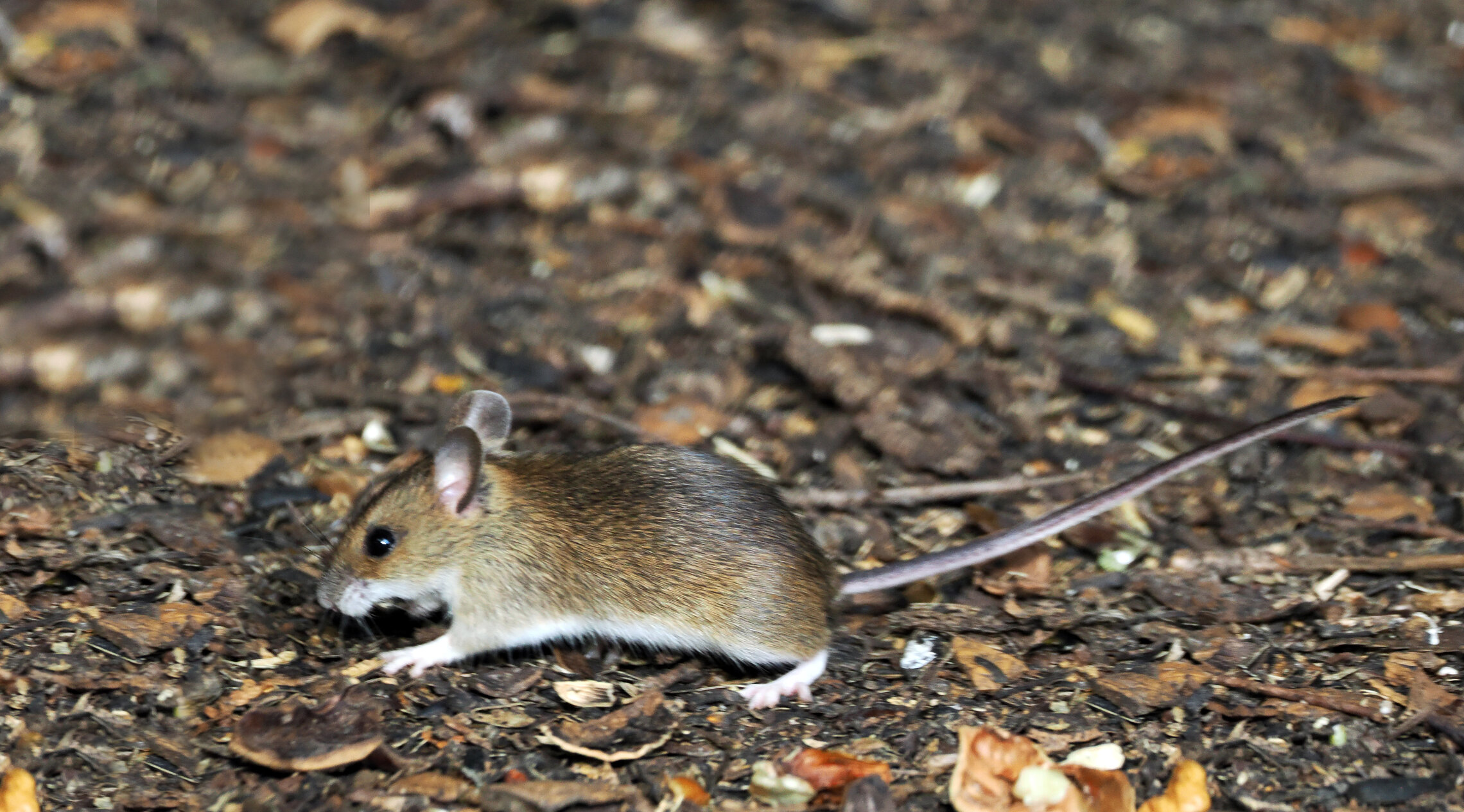 Желтогорлая мышь.