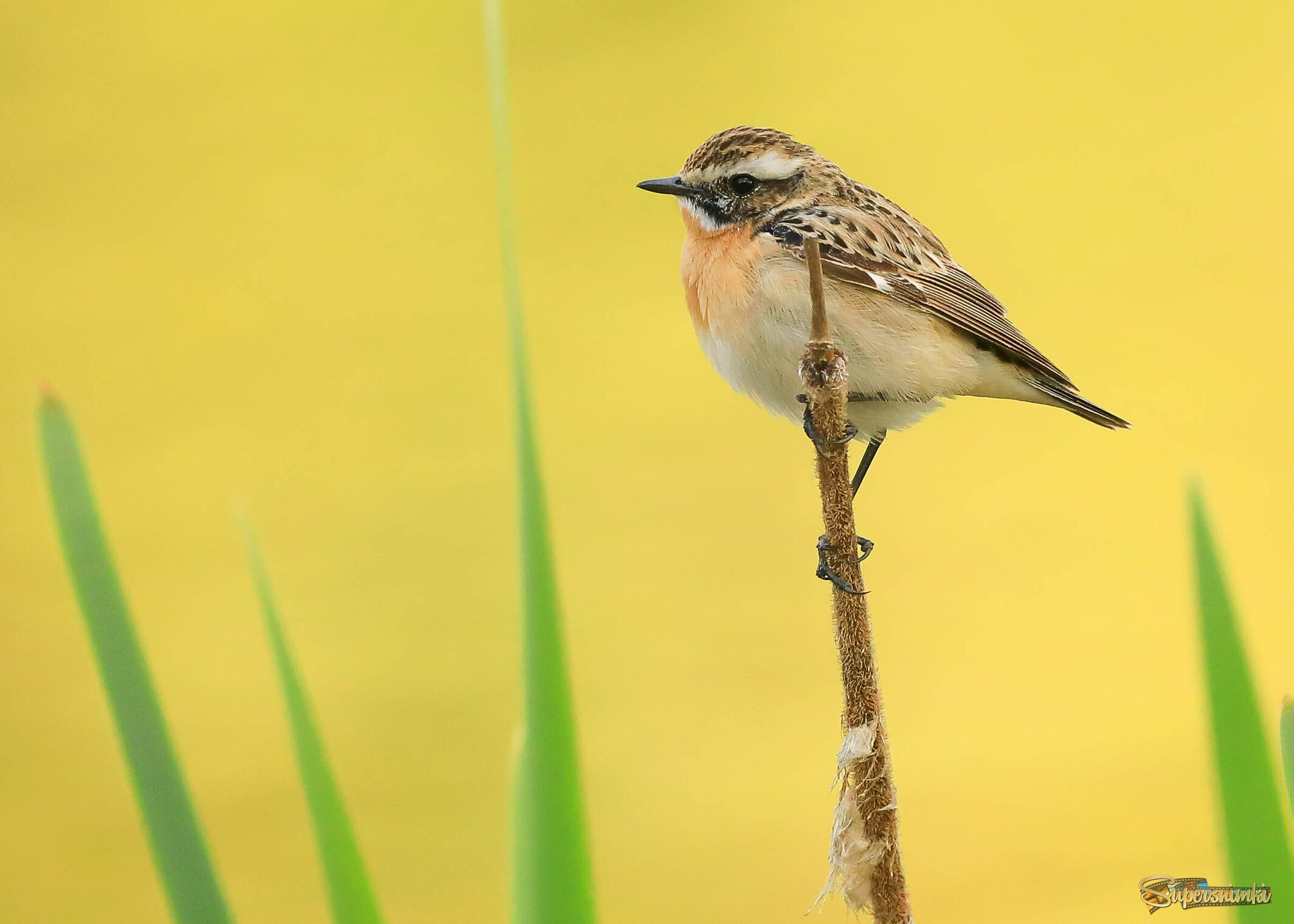 На закате дня