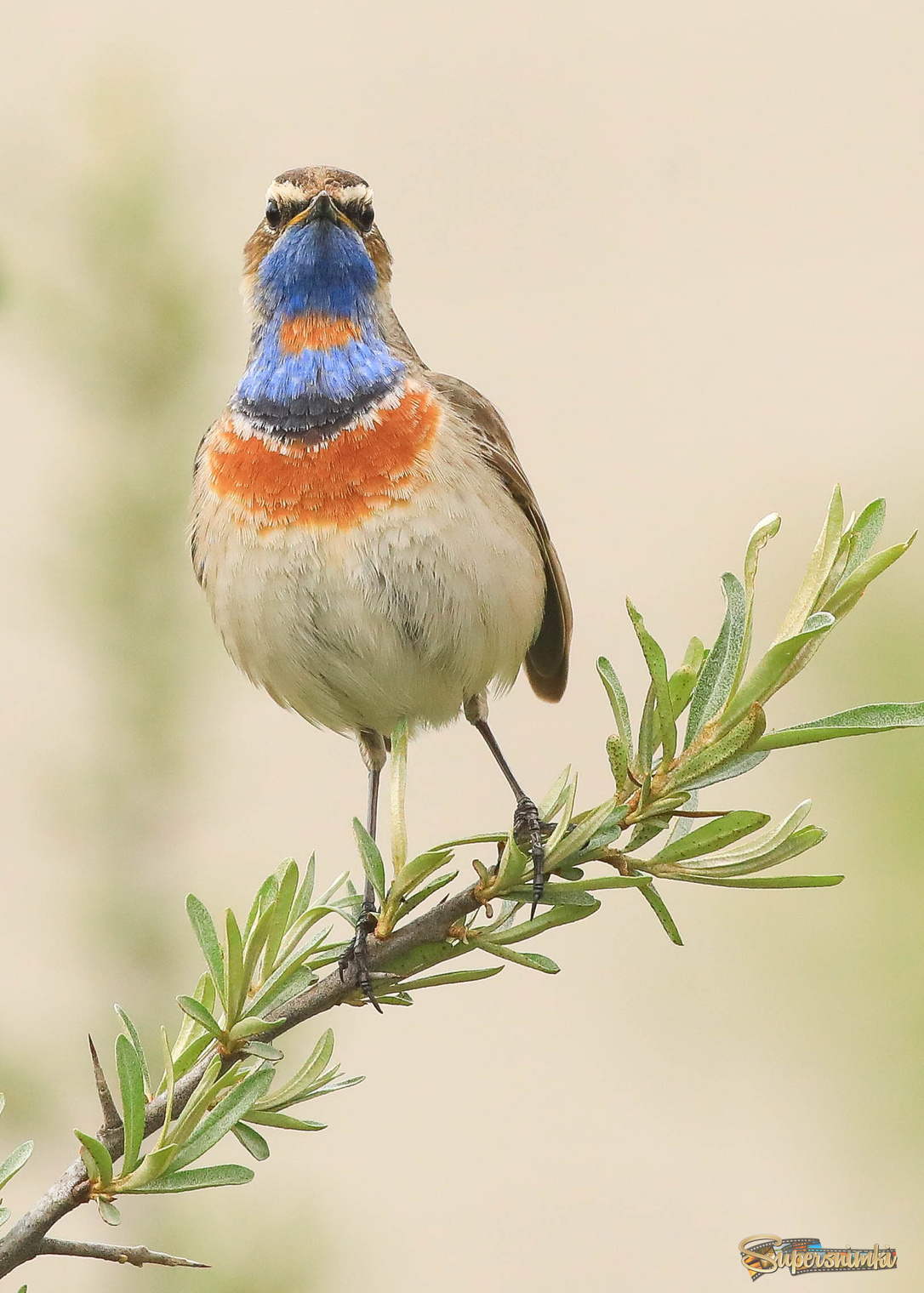 Кто это там залез на мою территорию?