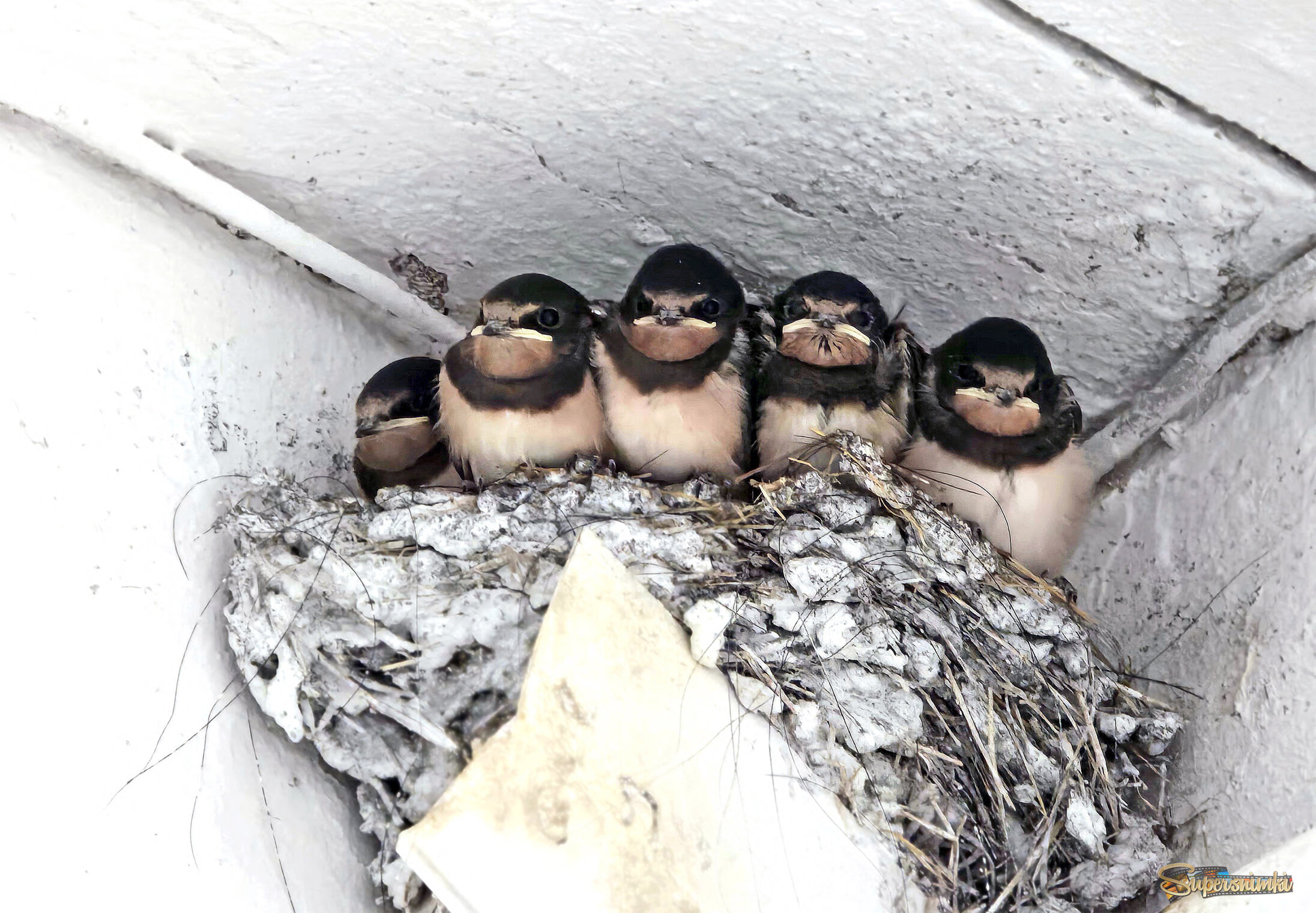 Птенцы ласточки