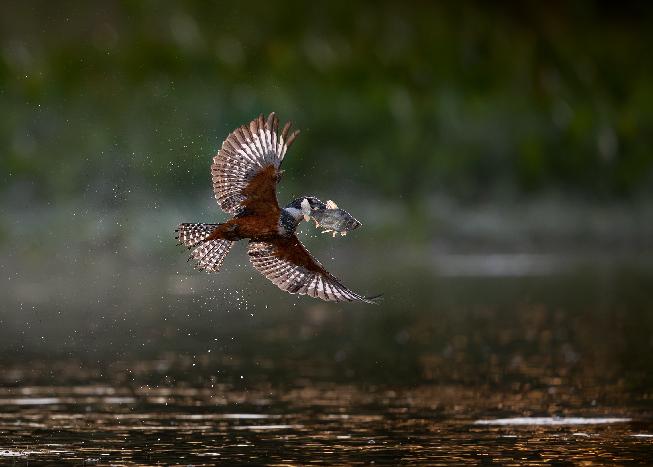 Прирожденный рыбак