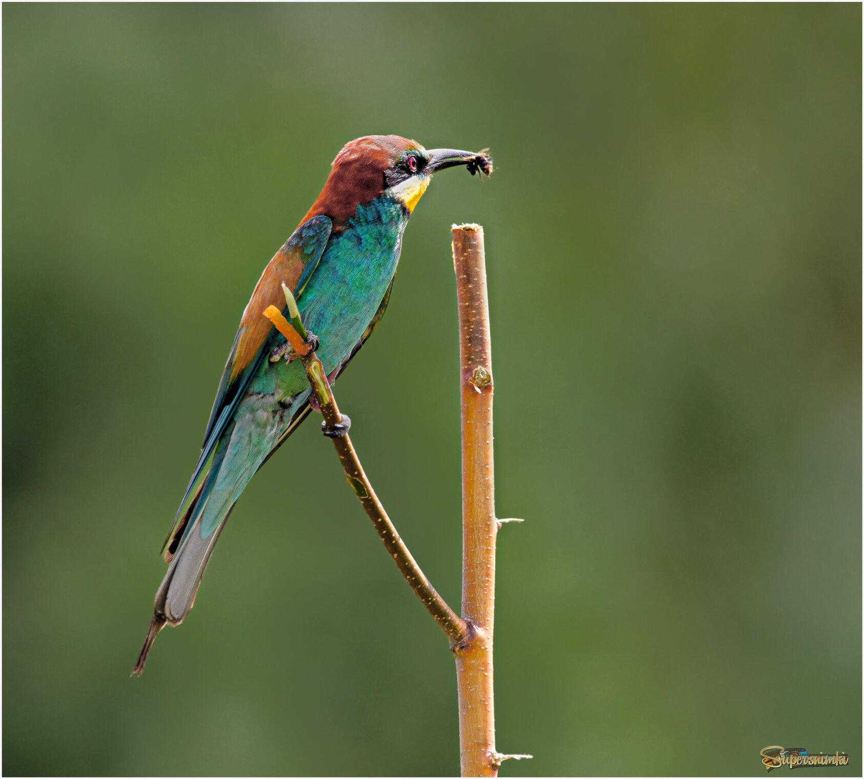 Щурка - прекрасный воздушный охотник
