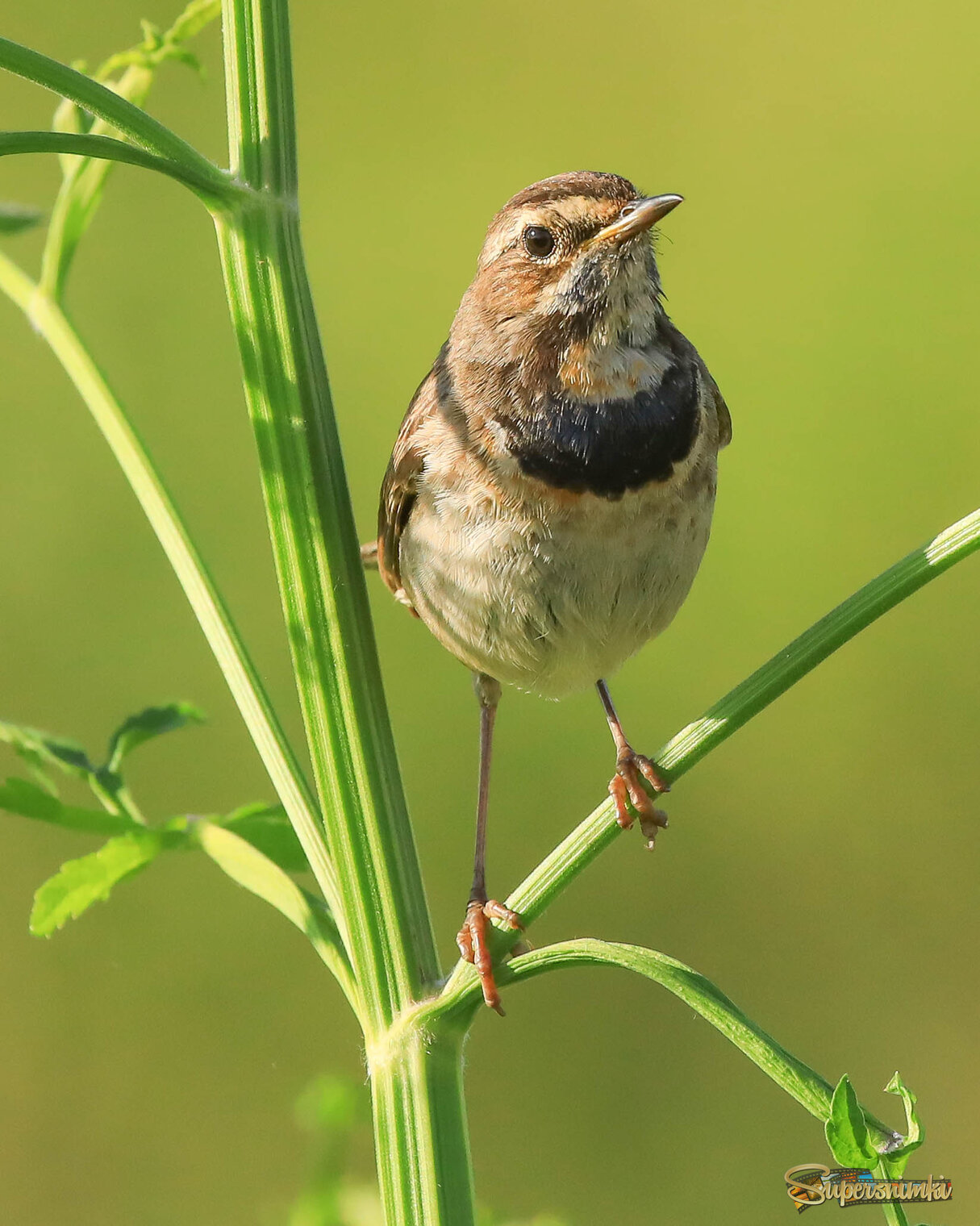 Гордый парень