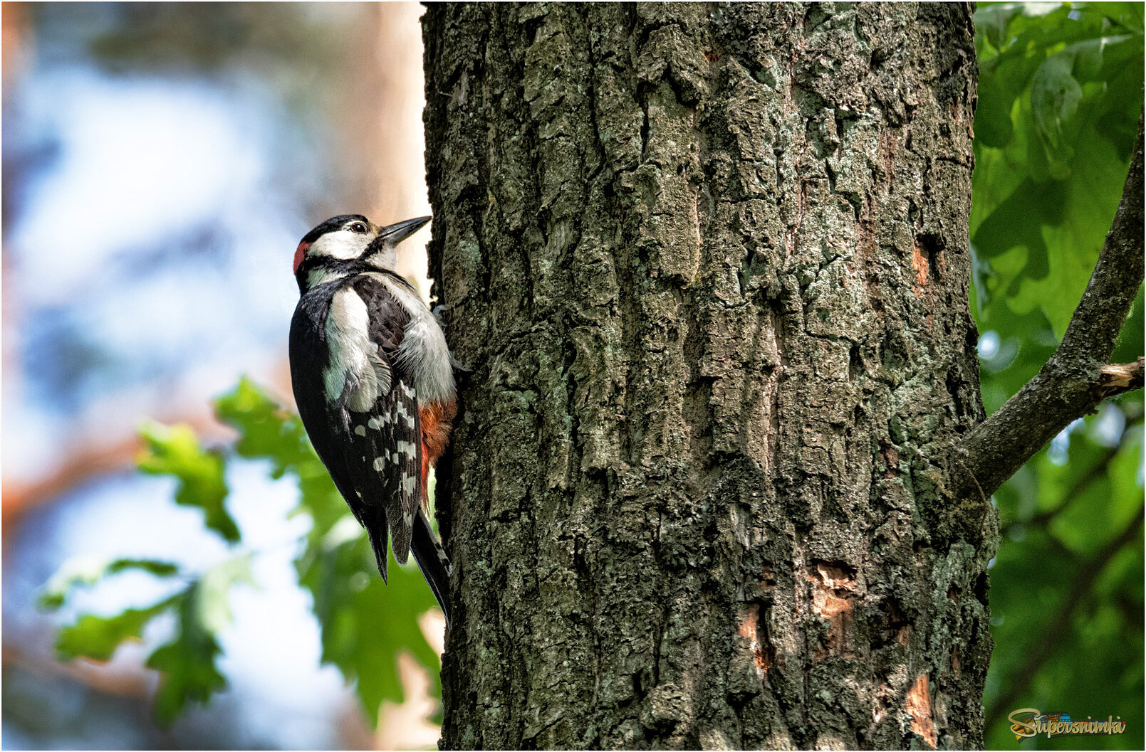 Лесной доктор посетил клиента..