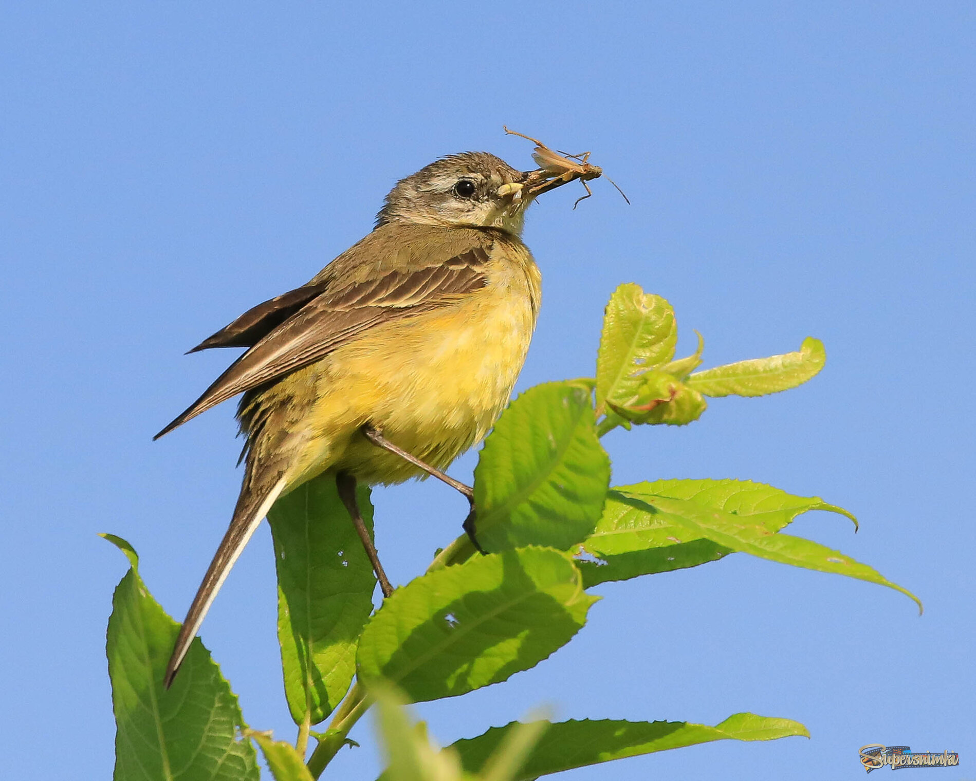Бедный кузнечик!