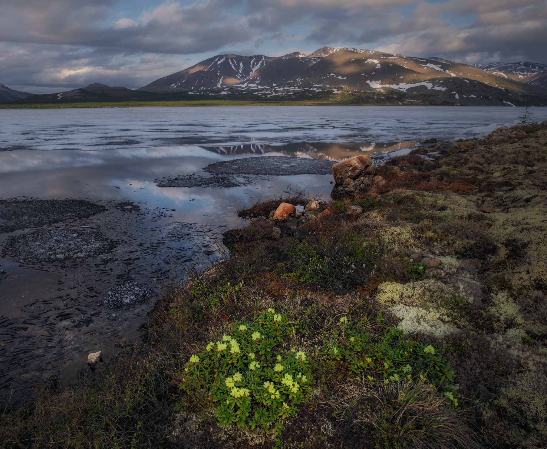 Колымские рододендроны