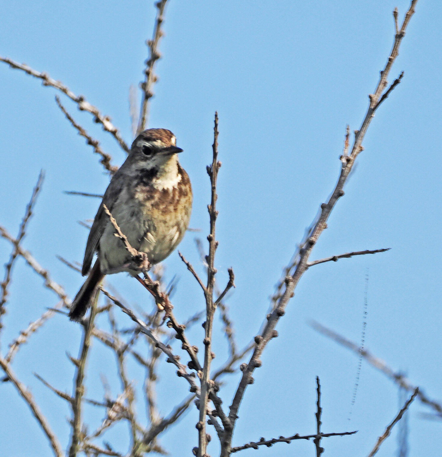 Самка варакушки.