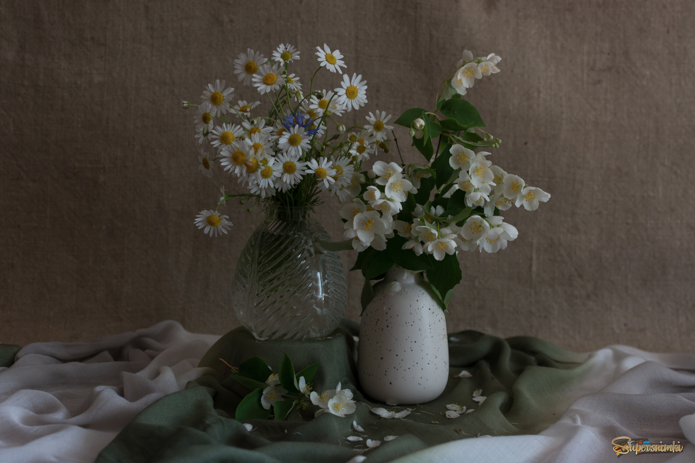Жасмин и ромашки.... Трогательное соседство.