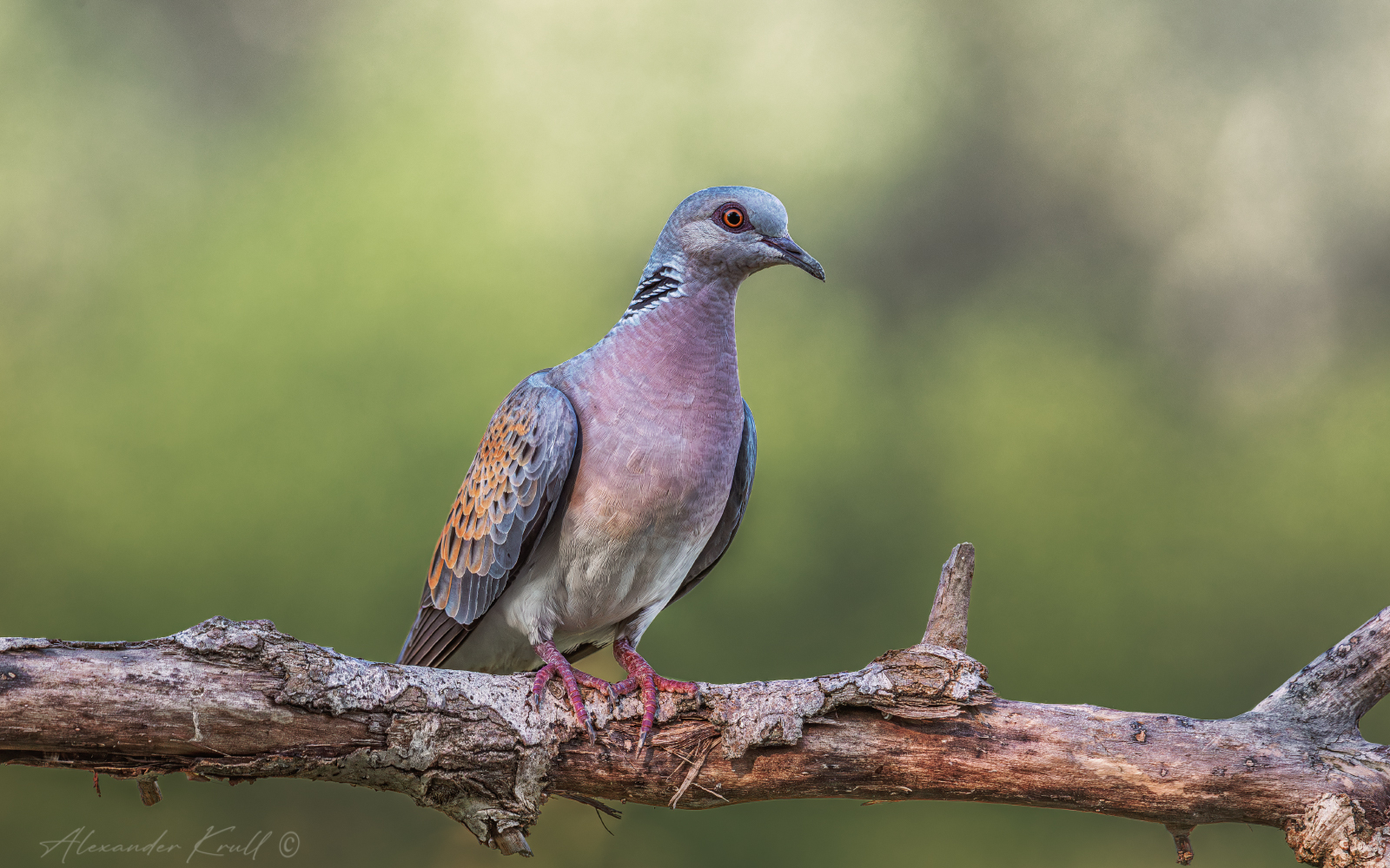 (Не)обыкновенная