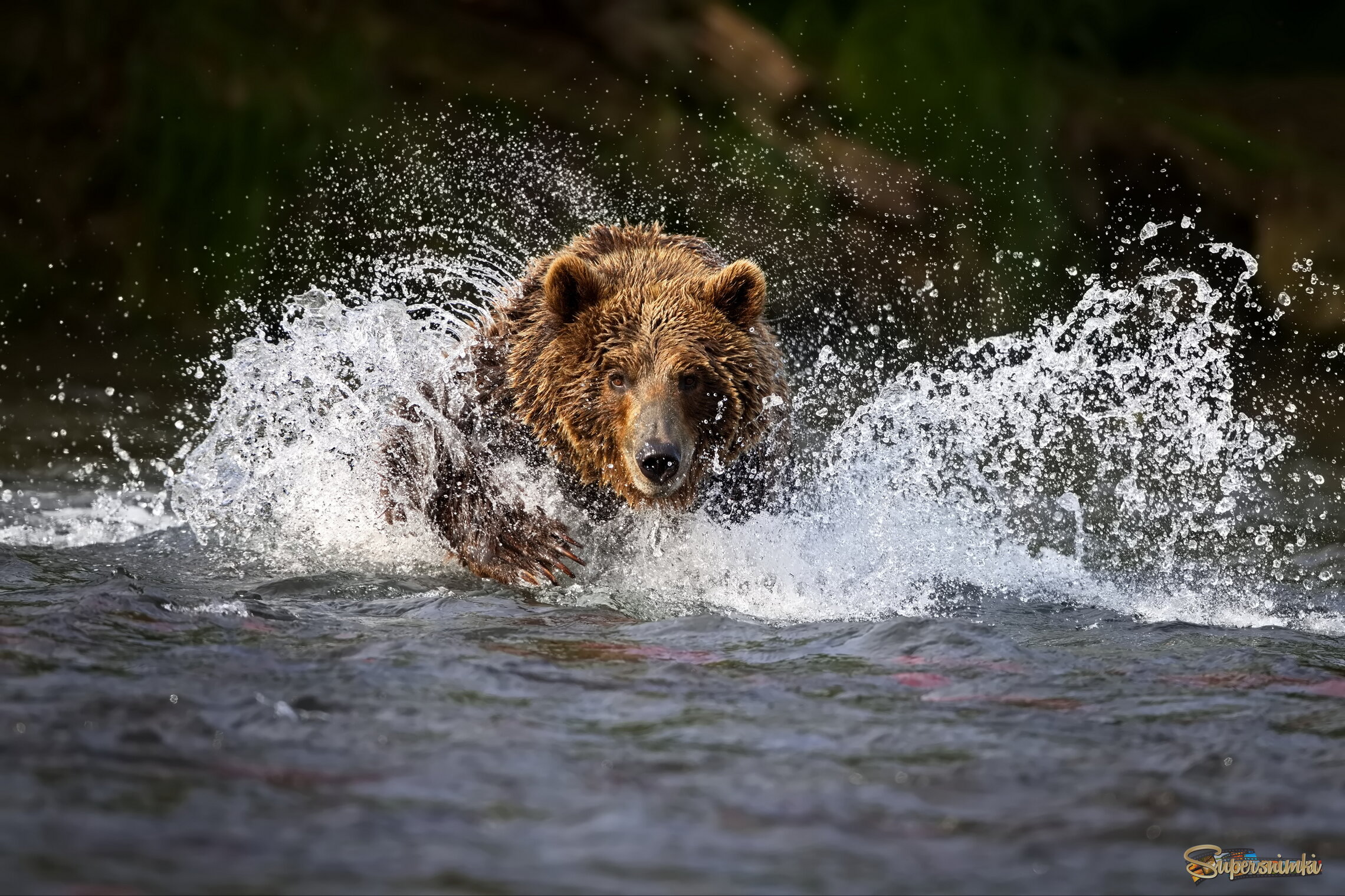 Побежать или поплыть?