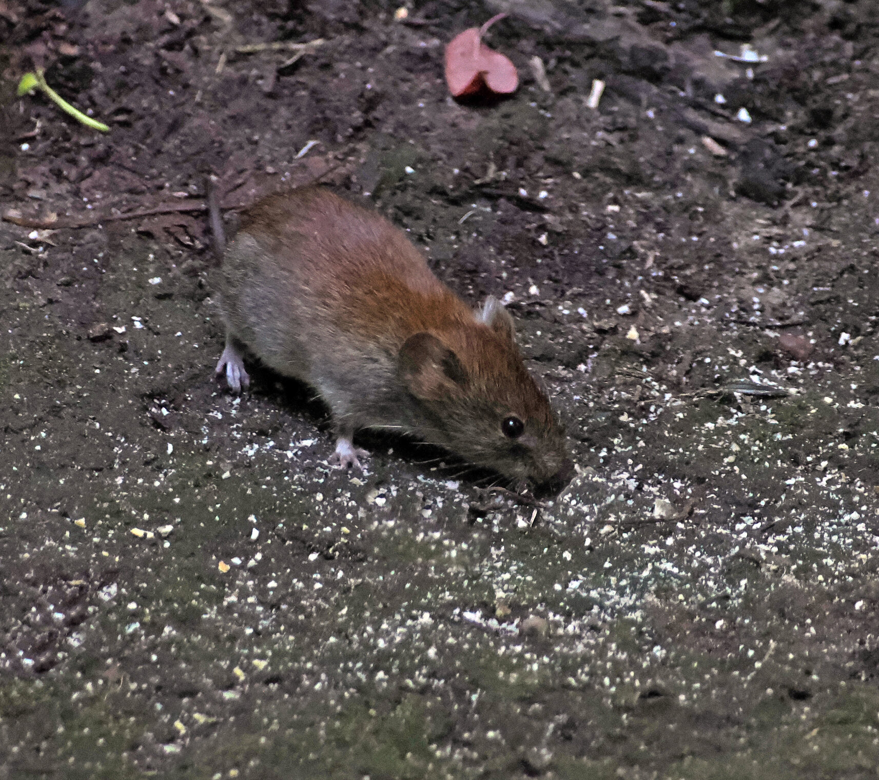 Рыжая полёвка.