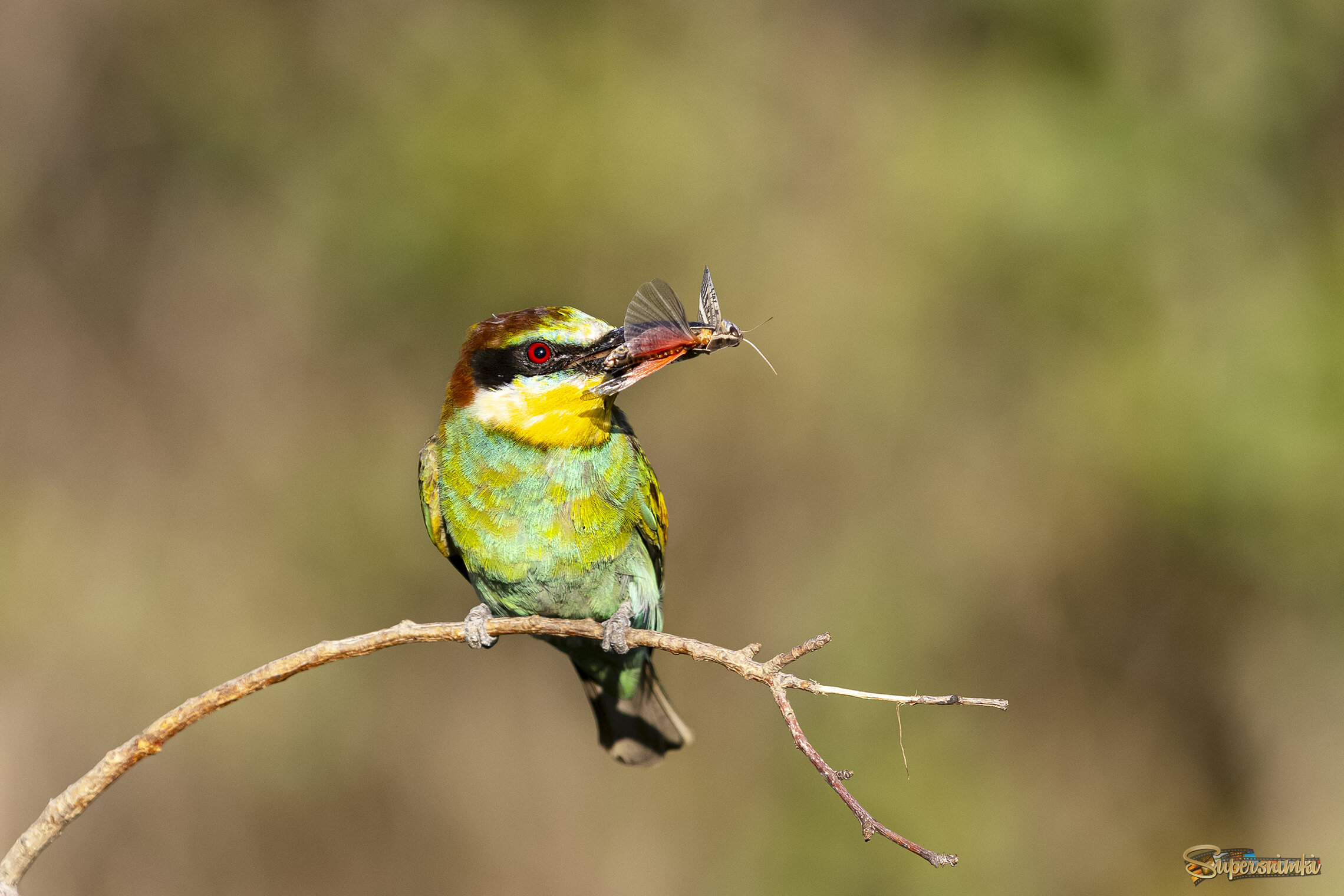 Щурка золотистая с добычей