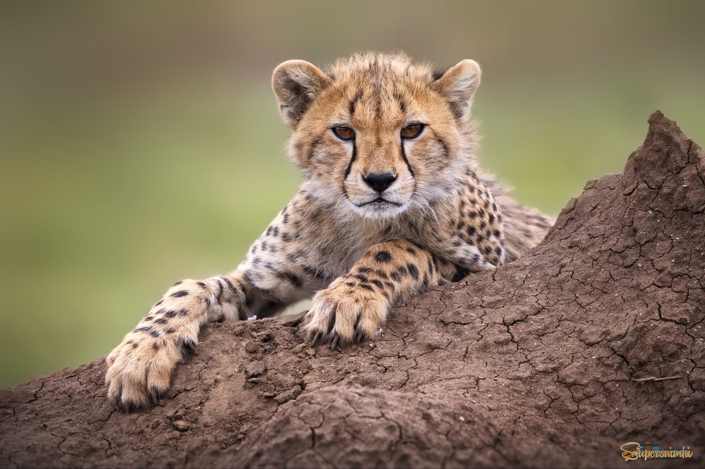 Любопытный