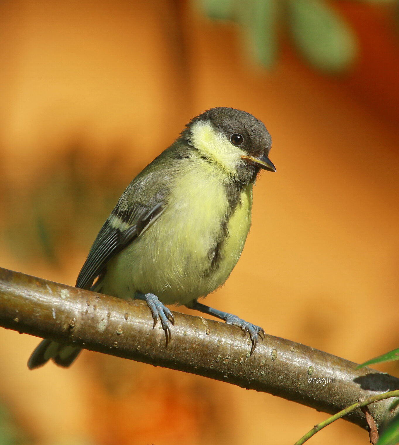 про юную синичку