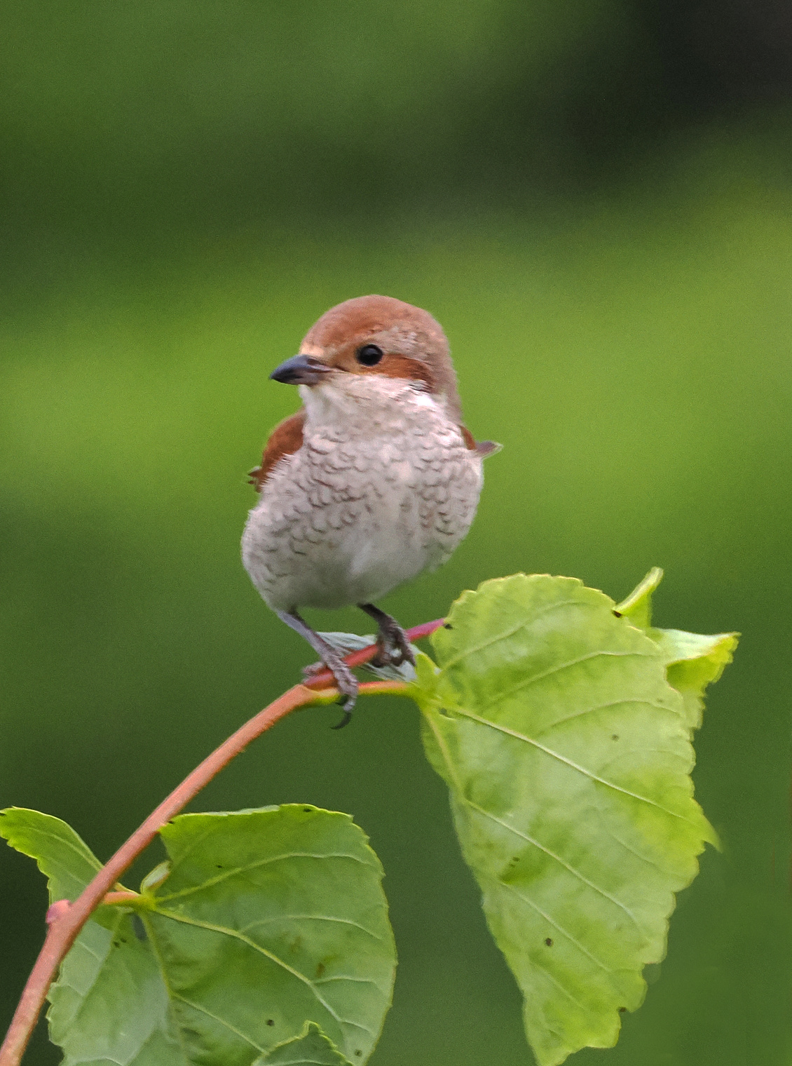 Сорокопут-жулан.