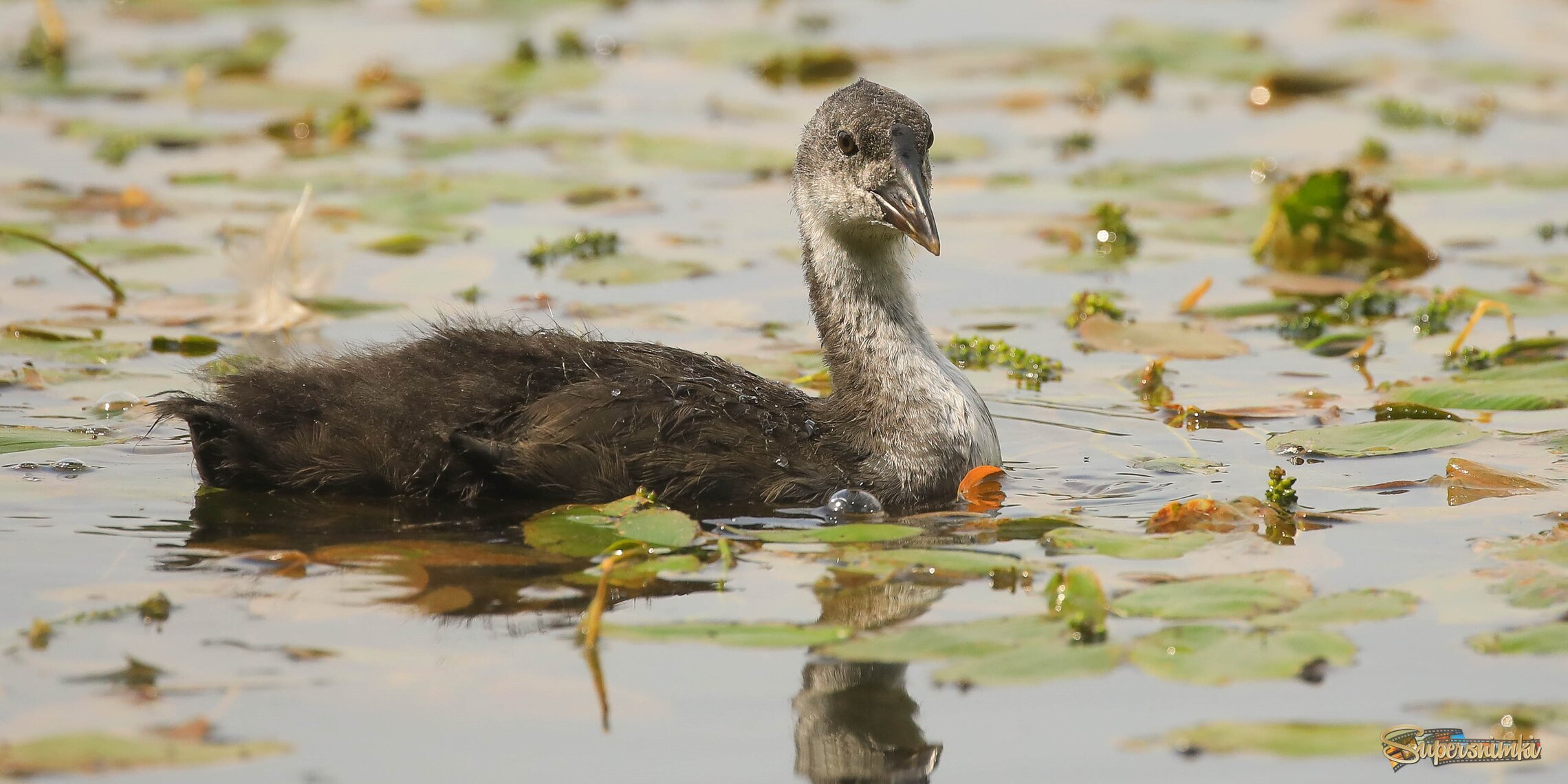 Самоуверенный подросток