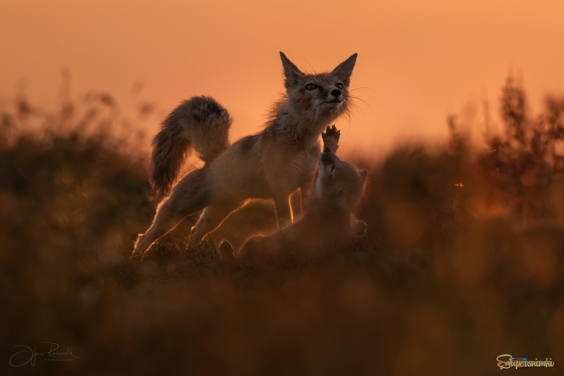 "Потягушки"