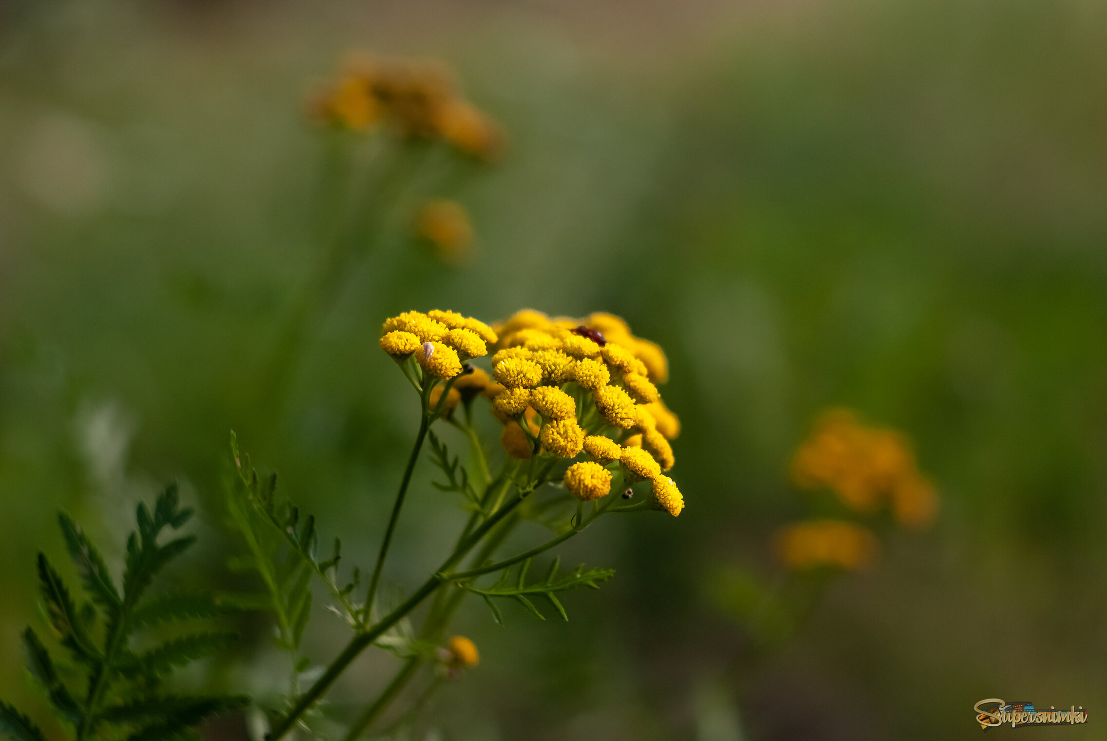 68942c8b6a13b46841dcdd5b