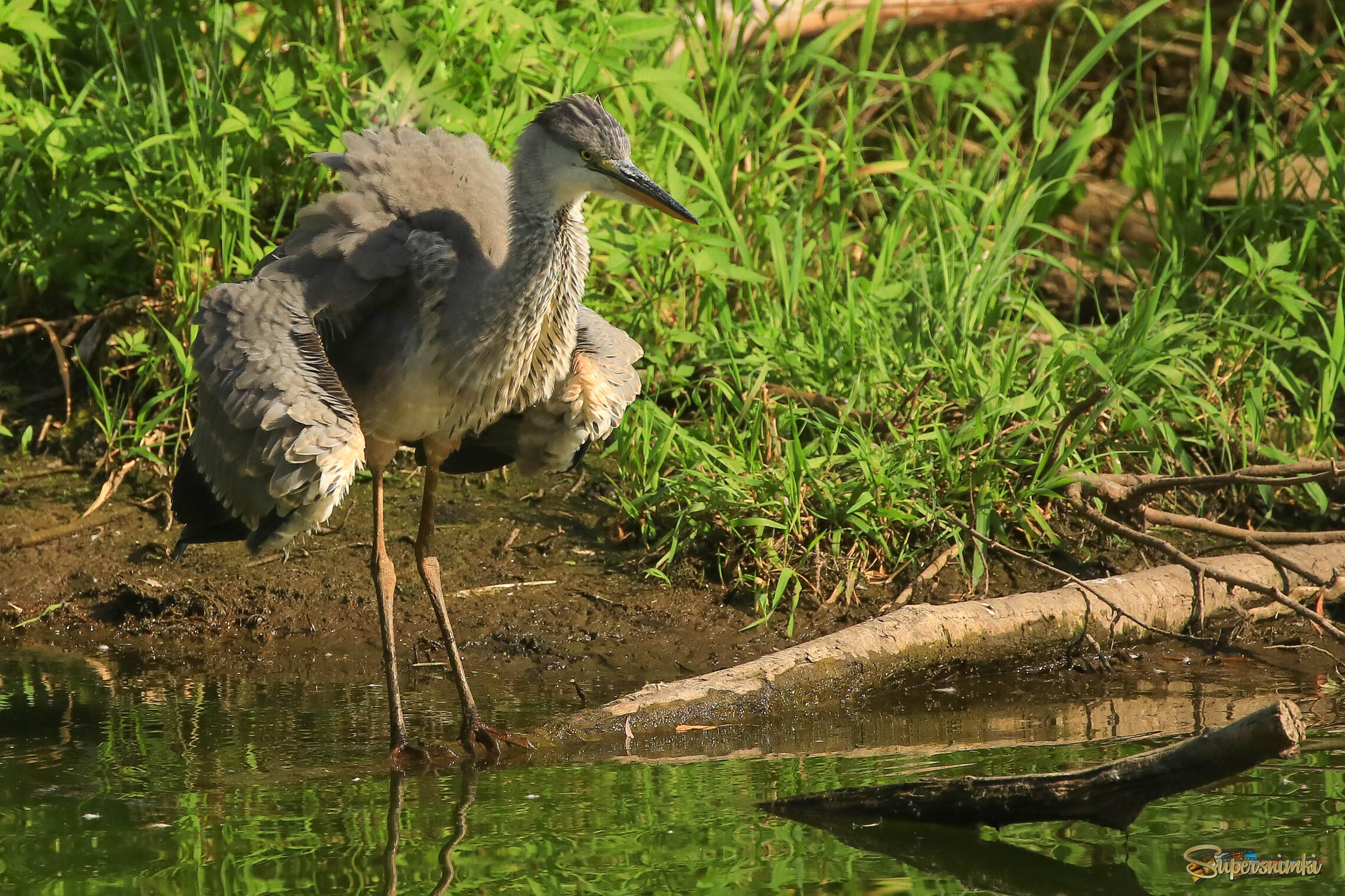 Чем я хуже страуса?!