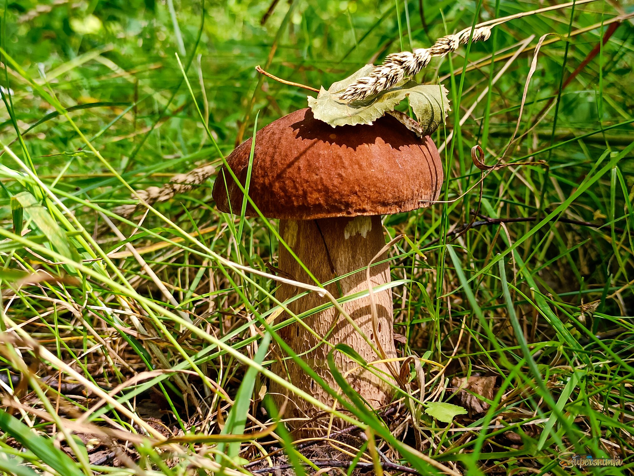 "Белый гриб - всем грибам полковник" 