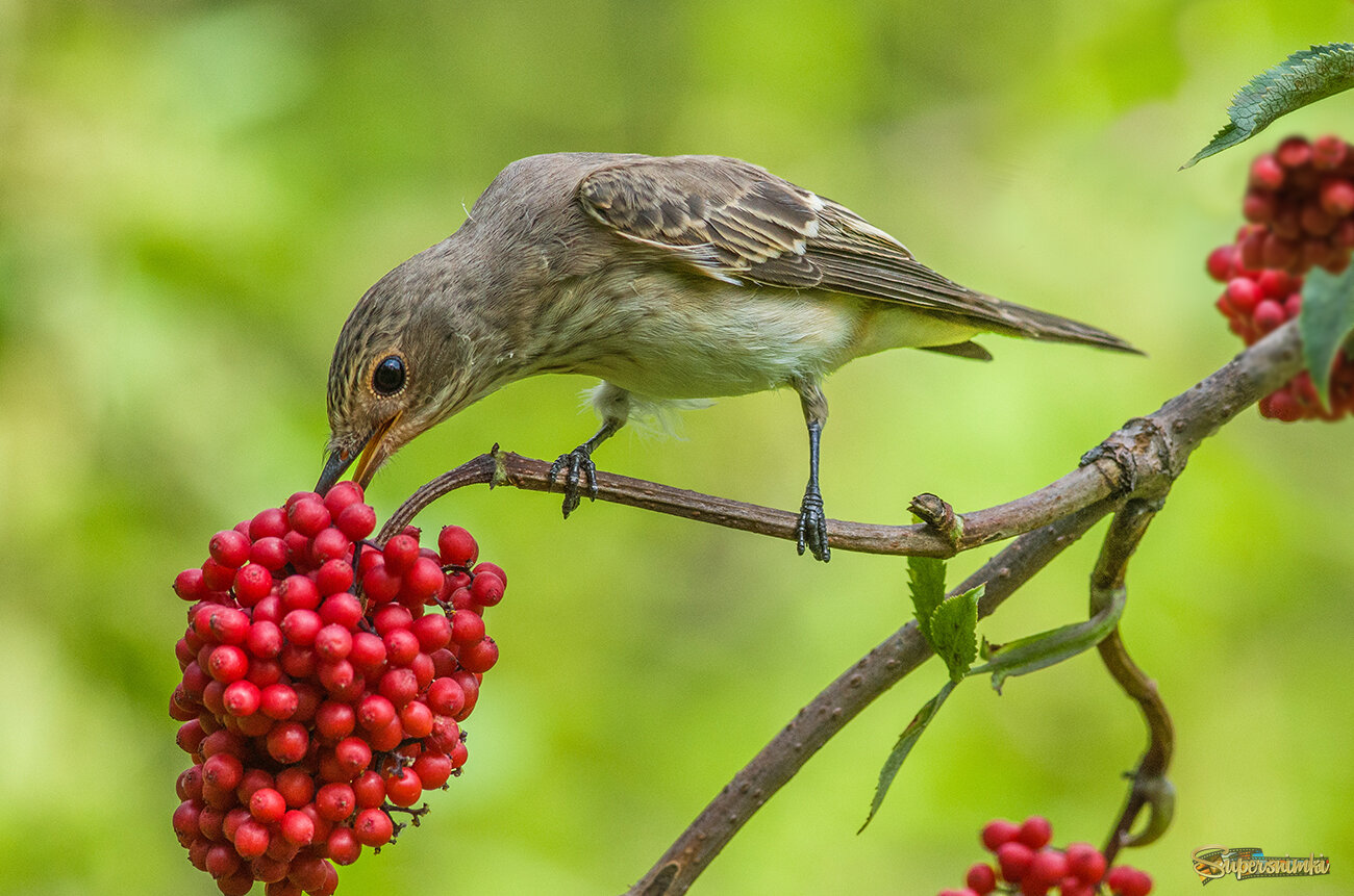 Мухоловки тоже любят бузину