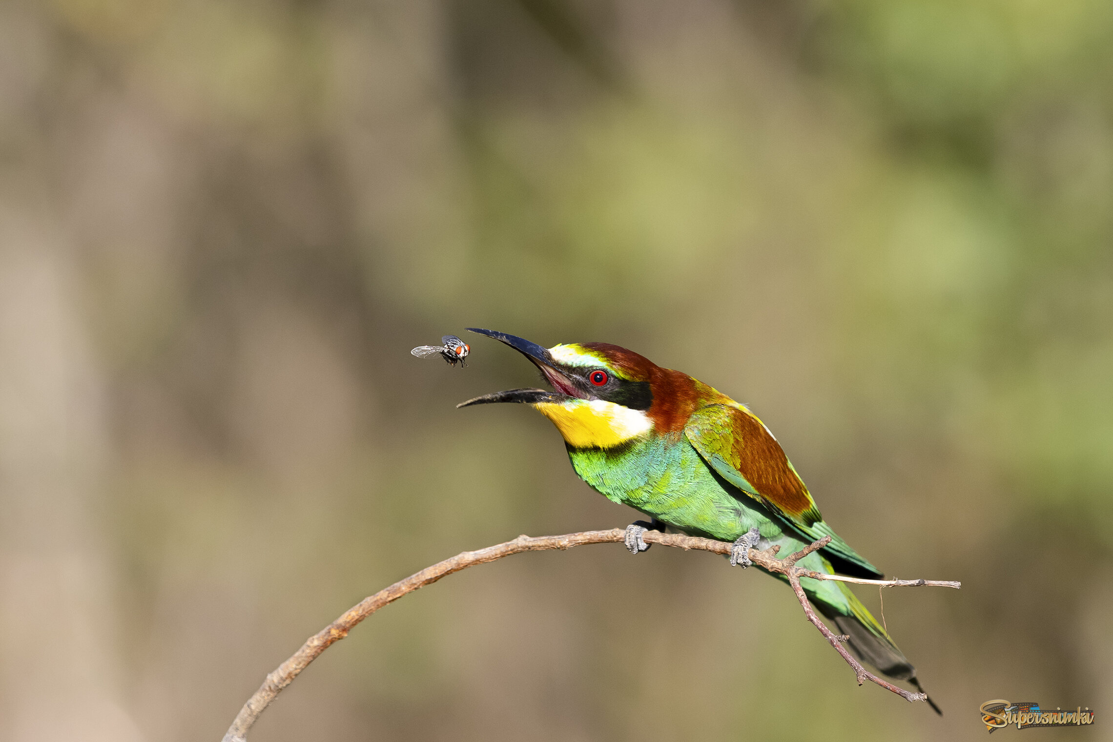 Щурка золотистая с добычей