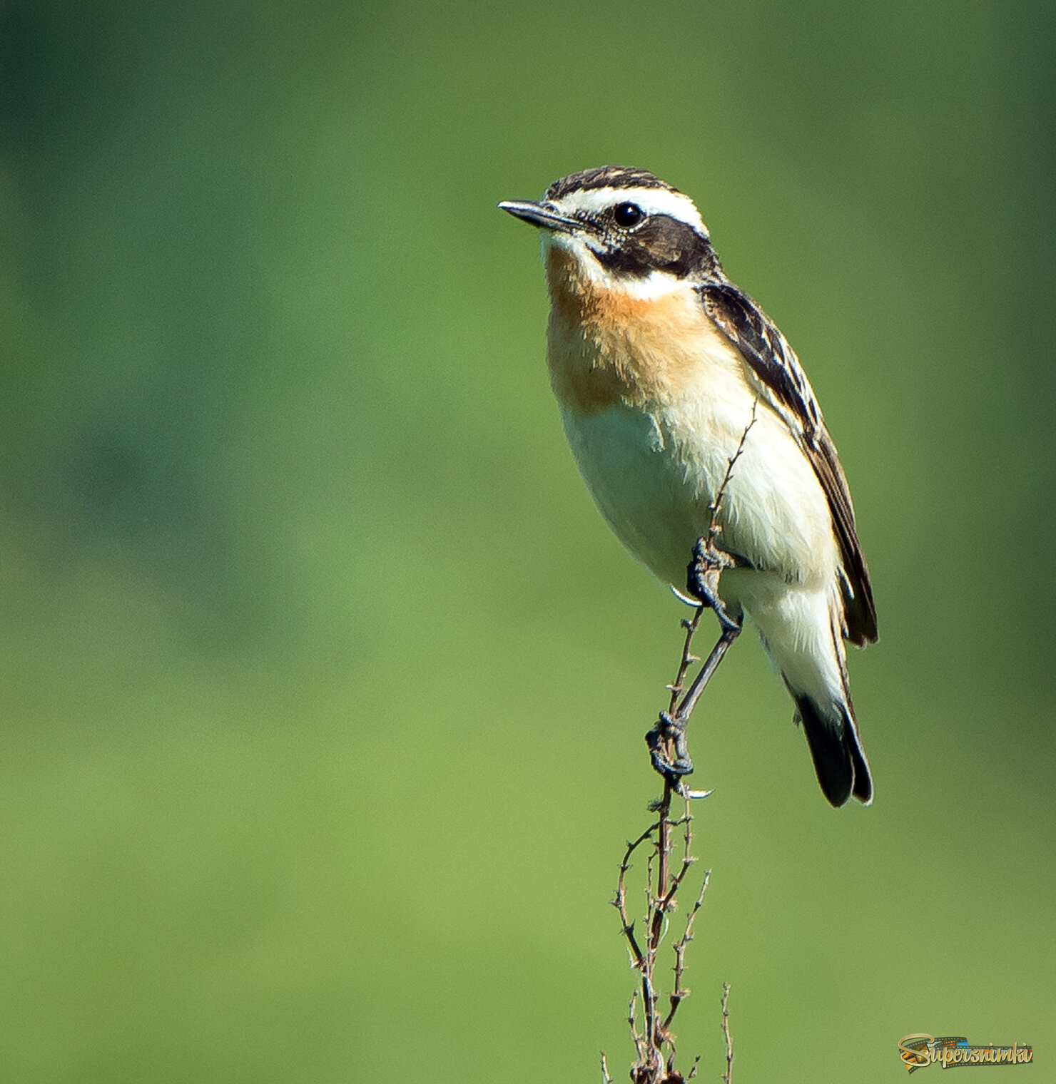 Луговой чекан.