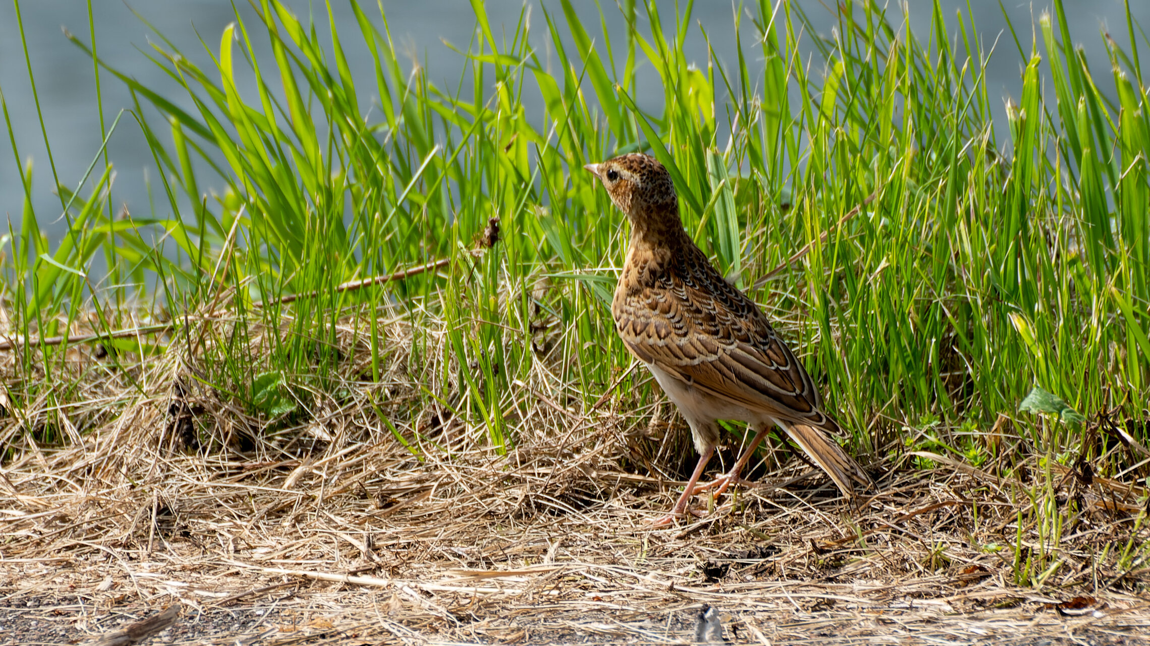 Полевой жаворонок 
