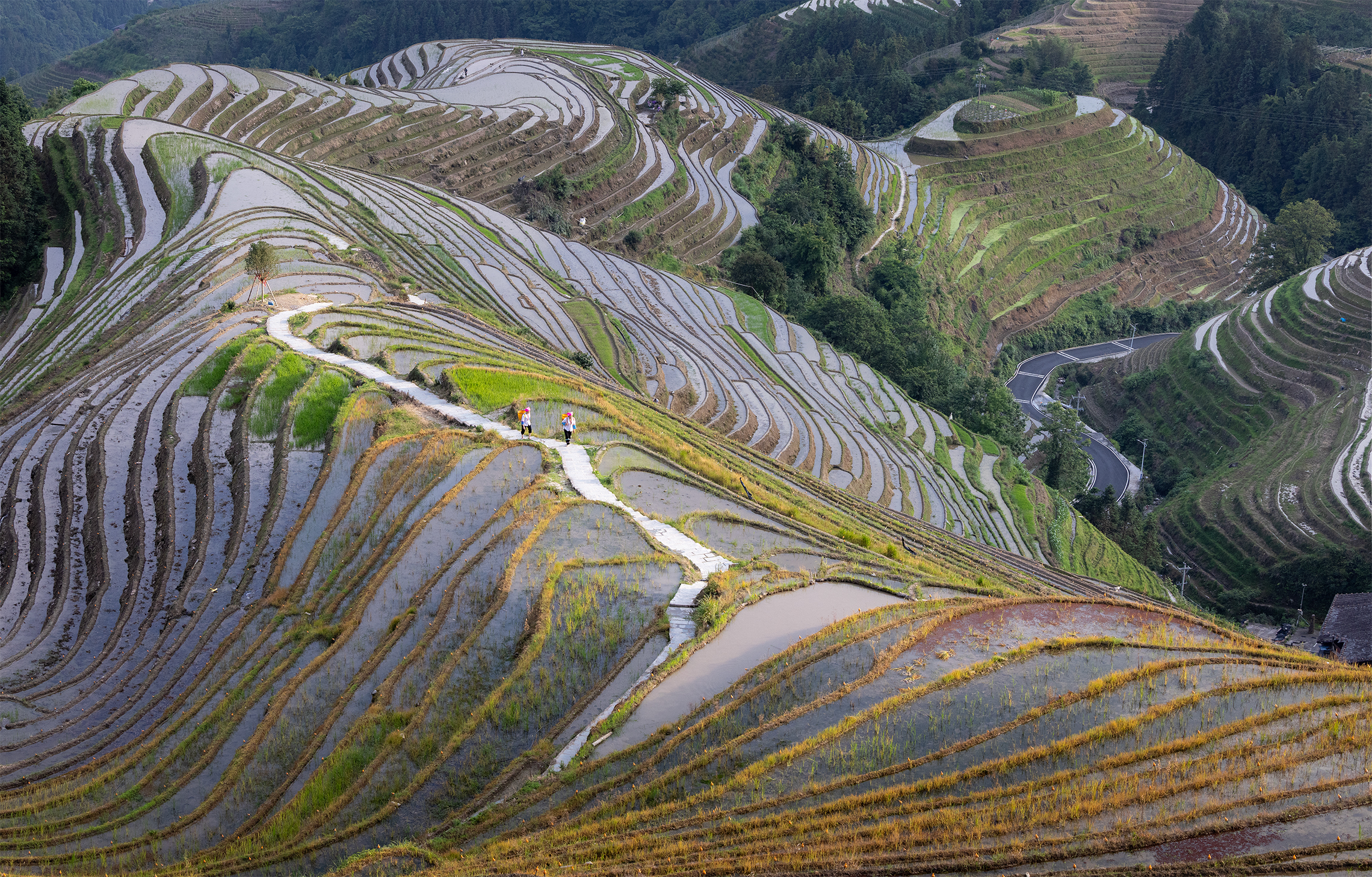 Вековая культура выращивания риса