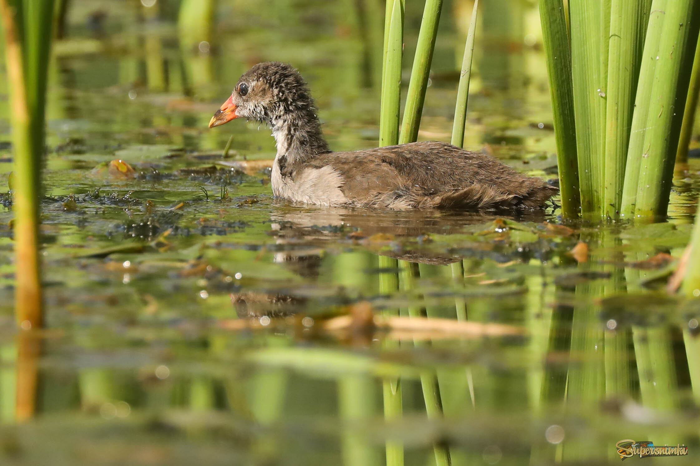 Вылазка из зарослей рогоза