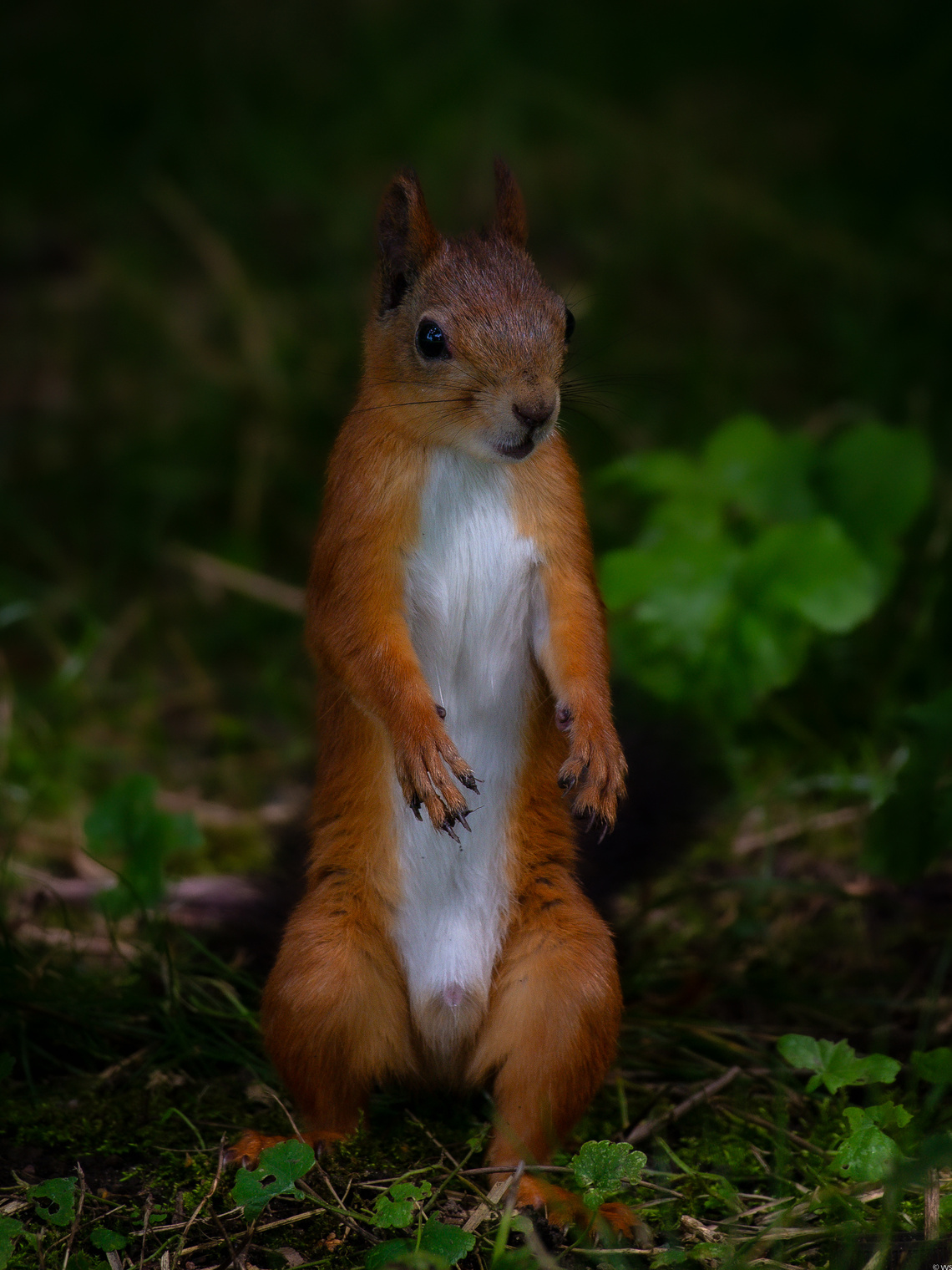 ..... и помни, у ореховой мафии длинные руки.