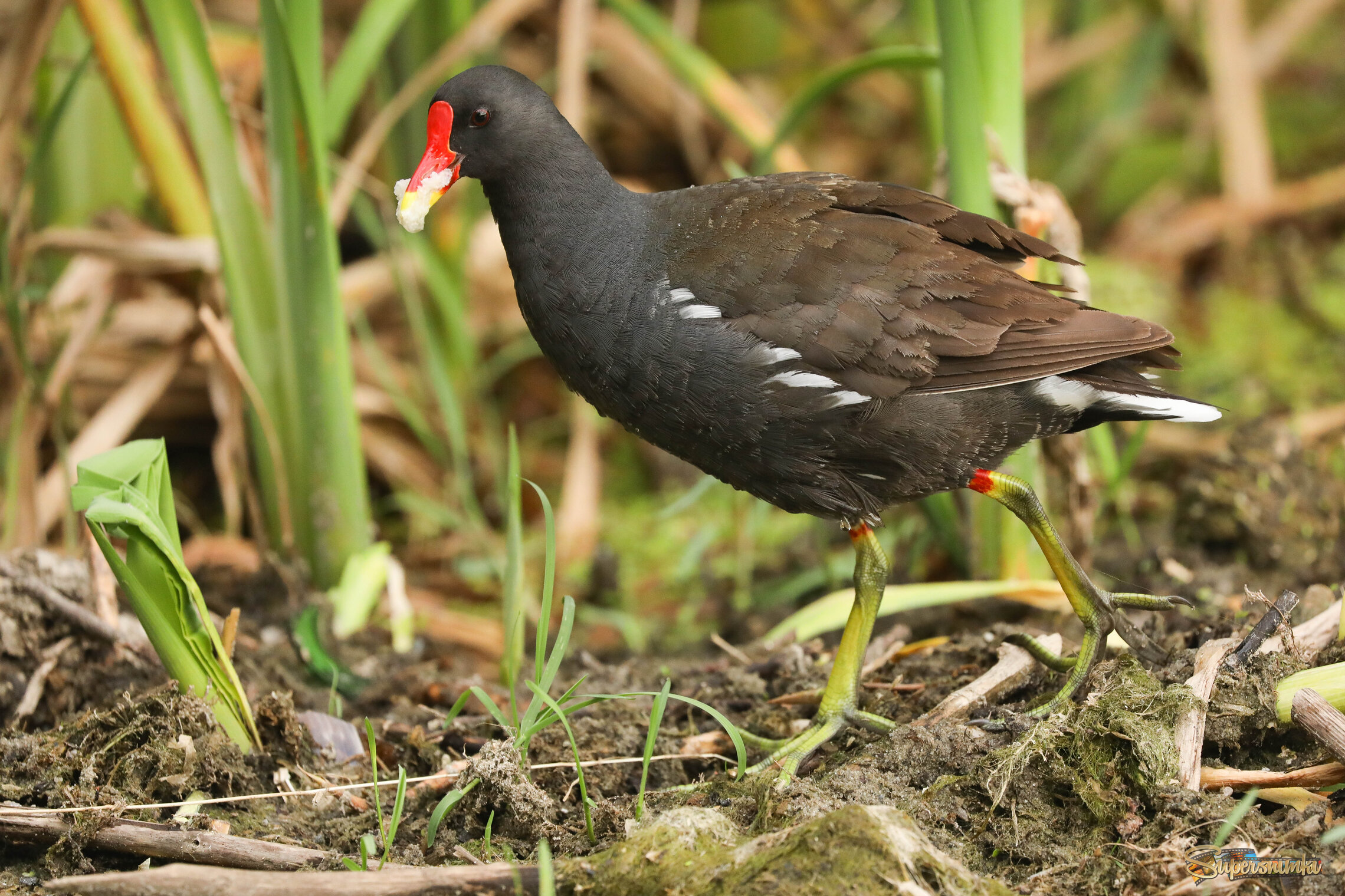 Бегу кормить детей! 