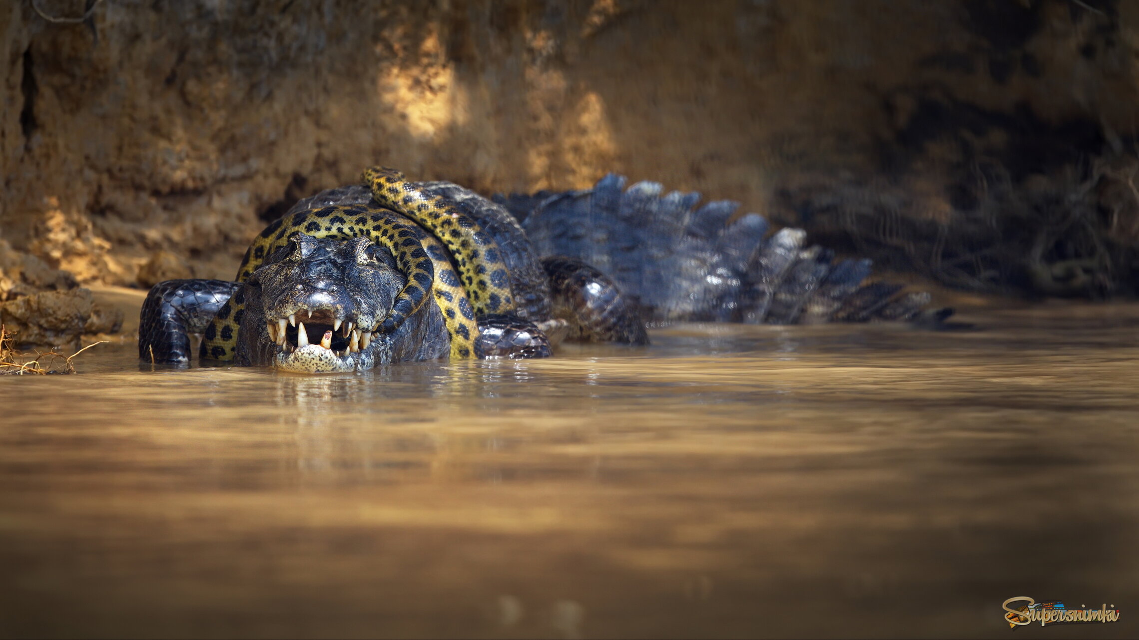 Схватка каймана с анакондой