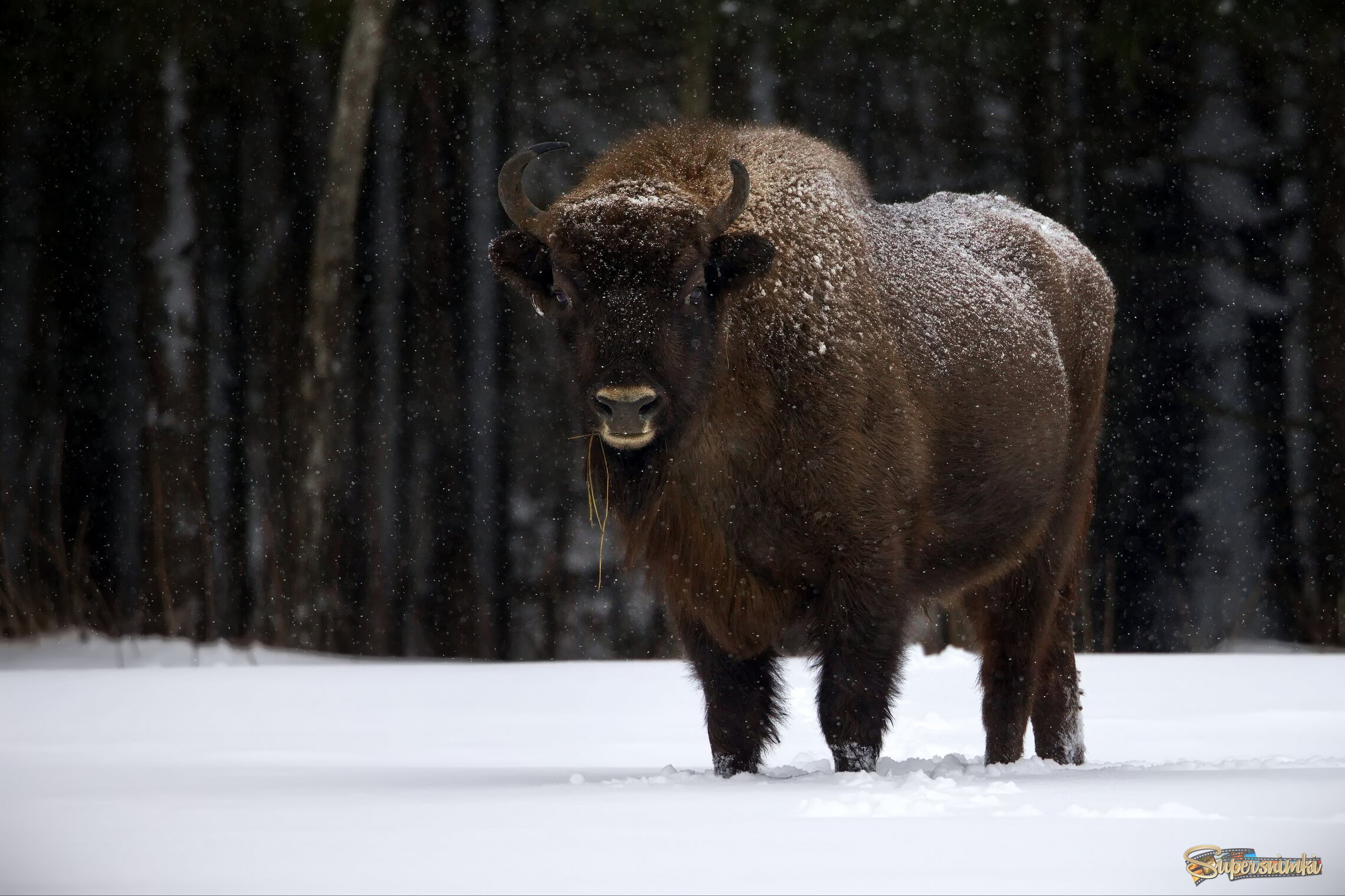 Побычимся!?)