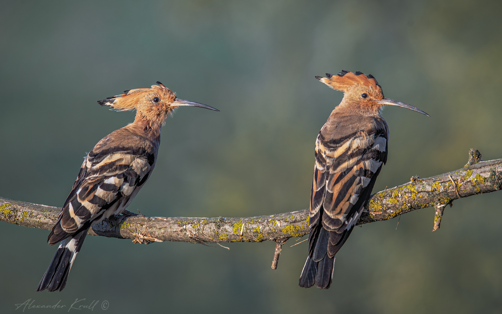 И стар, и млад