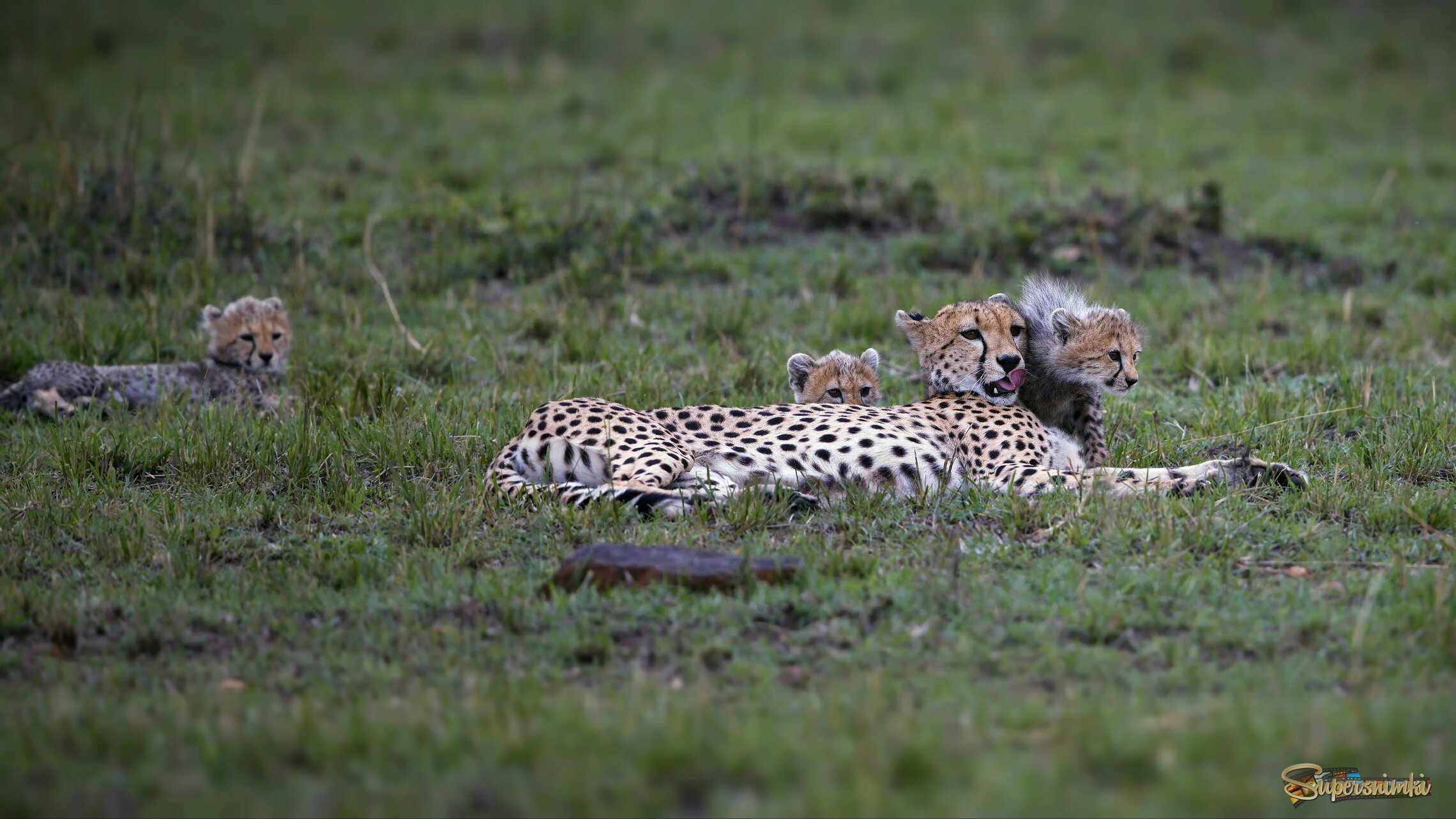 Всегда рядом с мамой