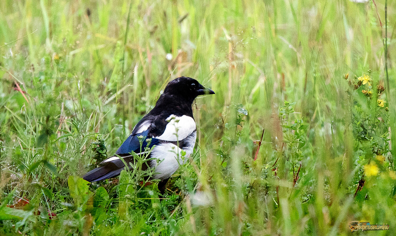 Осторожная сорока.