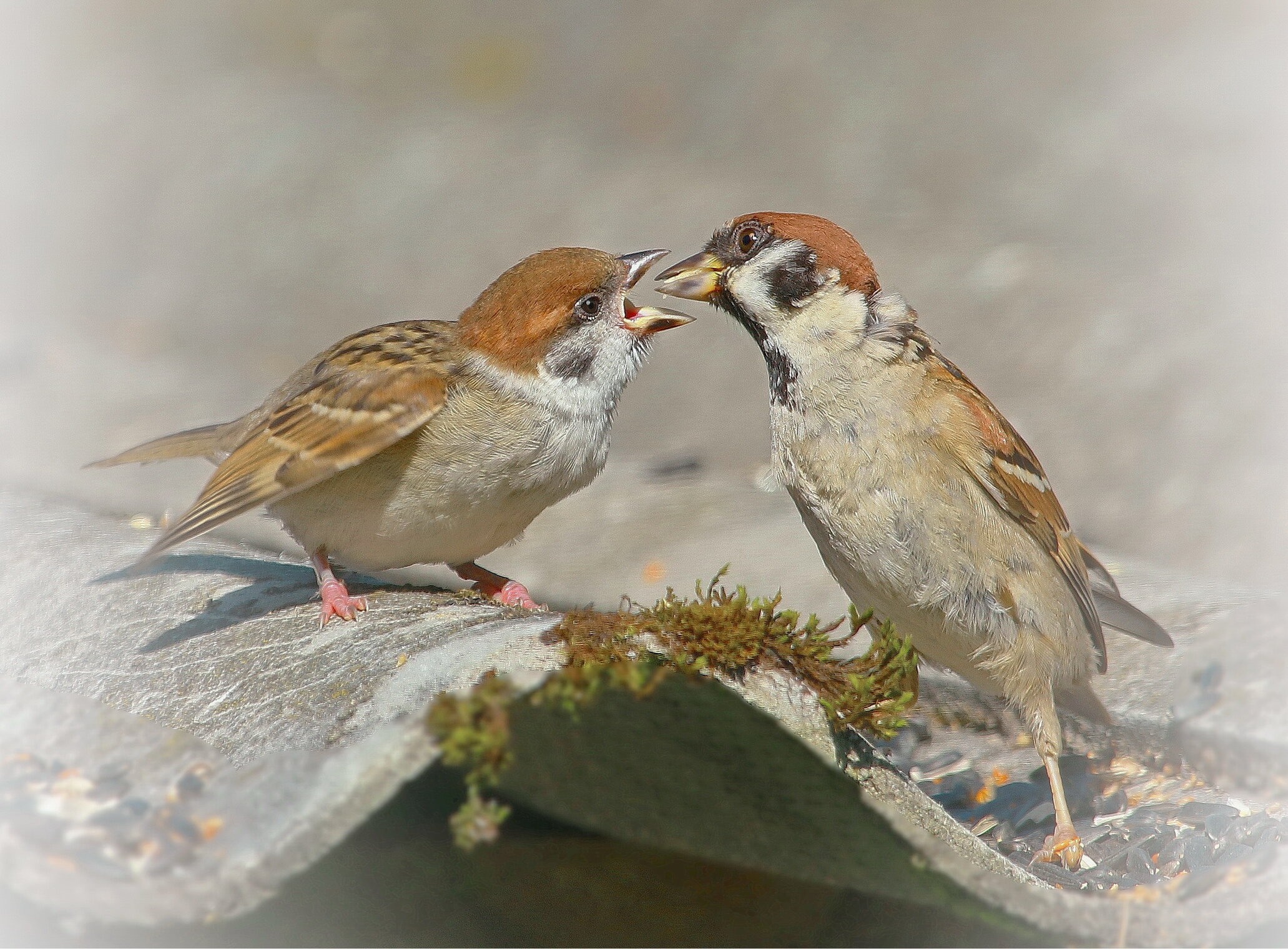 покормить малыша