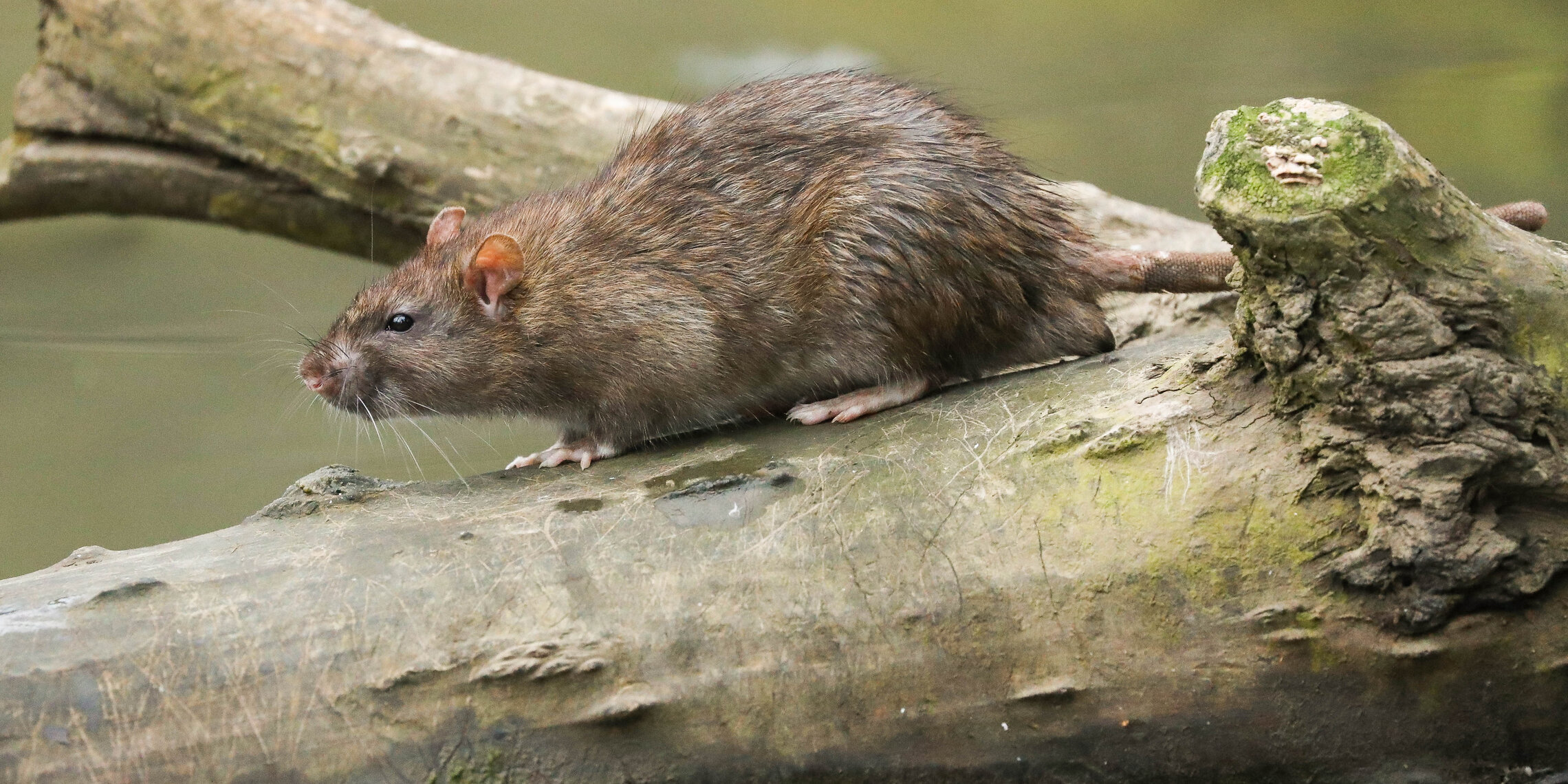 Над водой на бревне