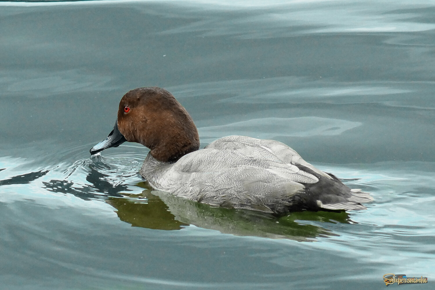 Красноголовый нырок