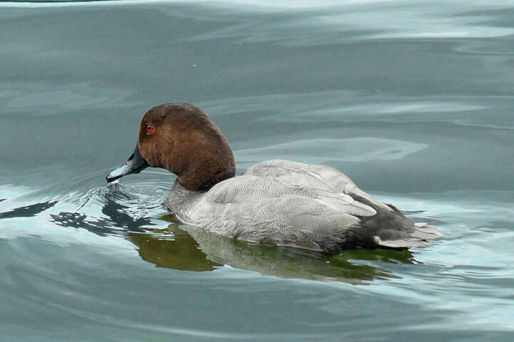 Красноголовый нырок