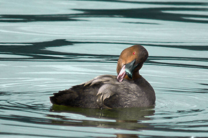 Красноголовый нырок