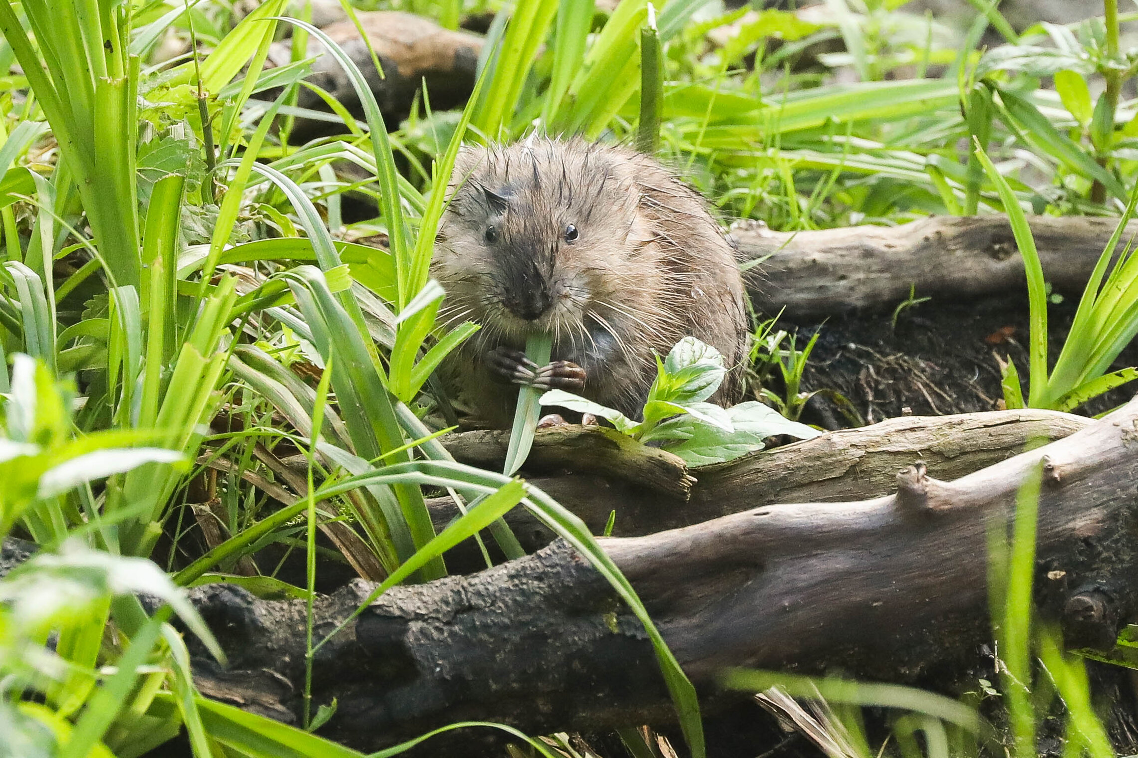 До чего трава вкусная!