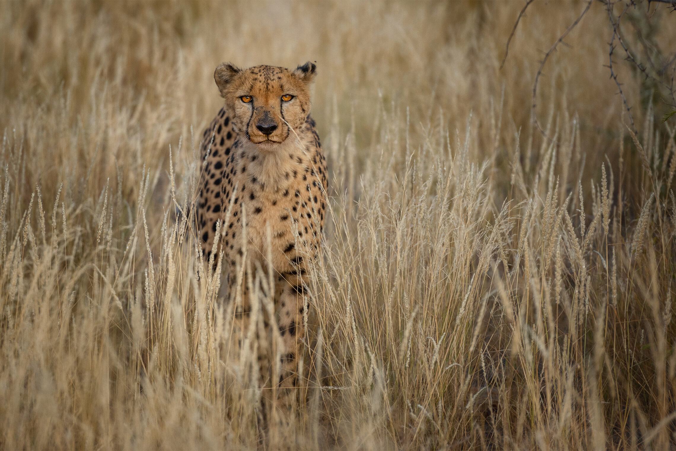 Cheetahs in golden light