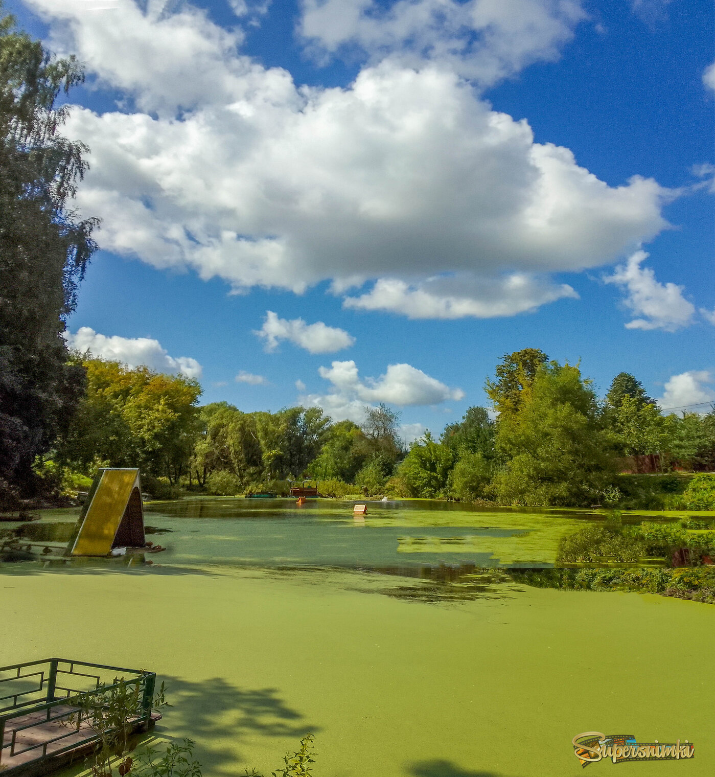 Август. Цветение пруда.