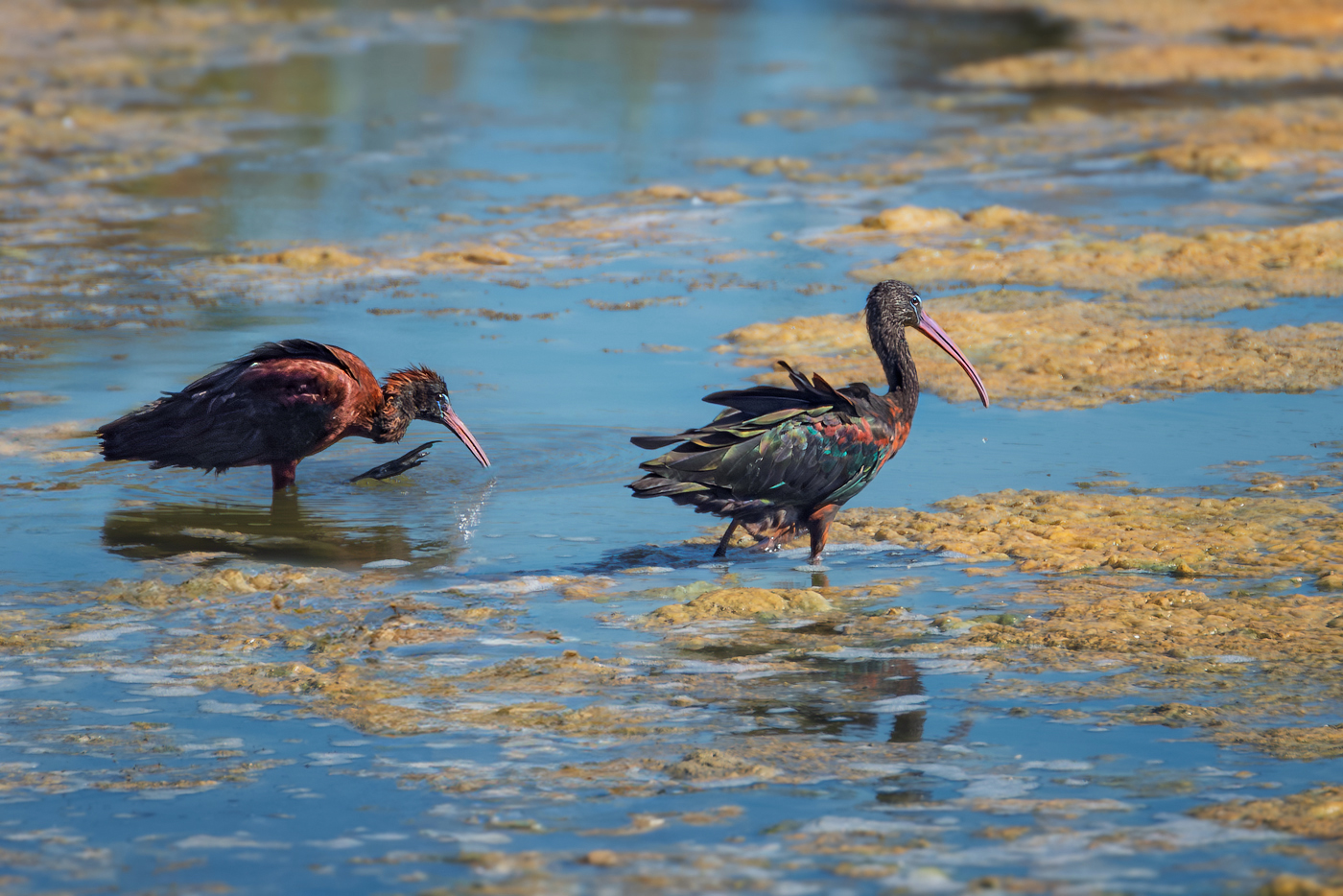 Из жизни караваек