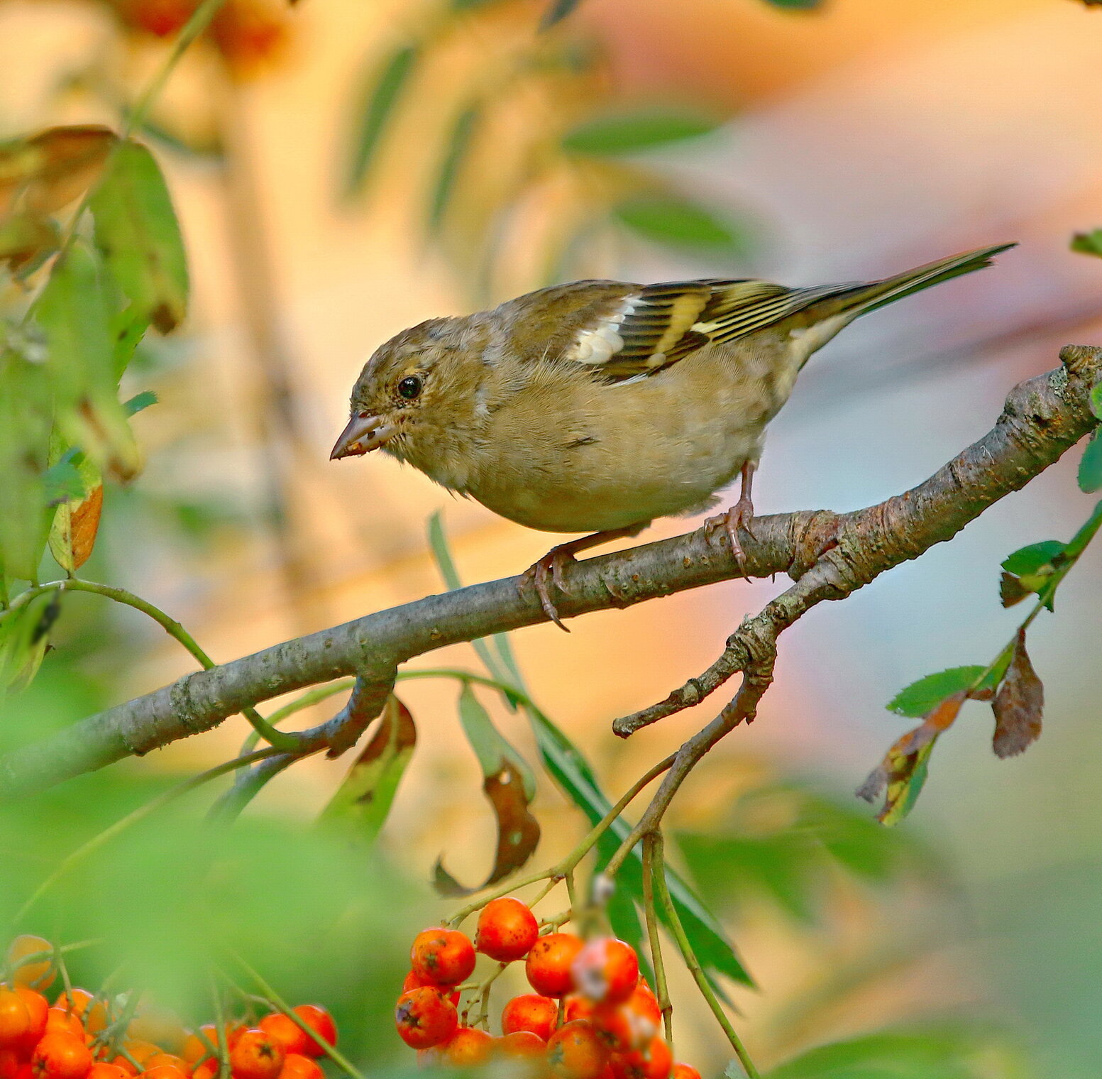 рябиновый год