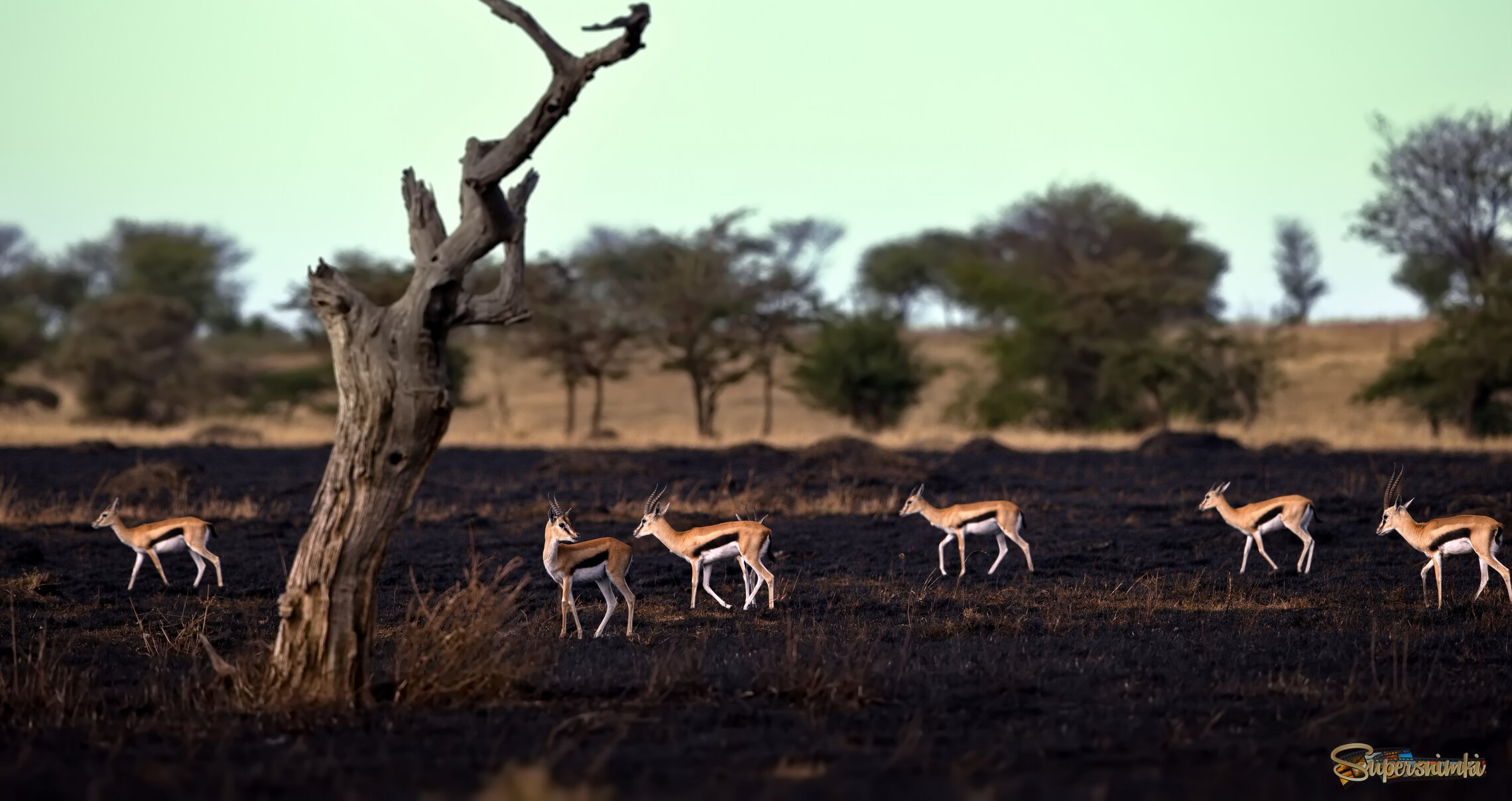 Выжженная земля